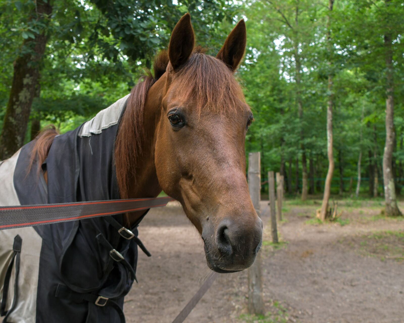 Nikon D500 sample photo. Horse, portrait, head photography