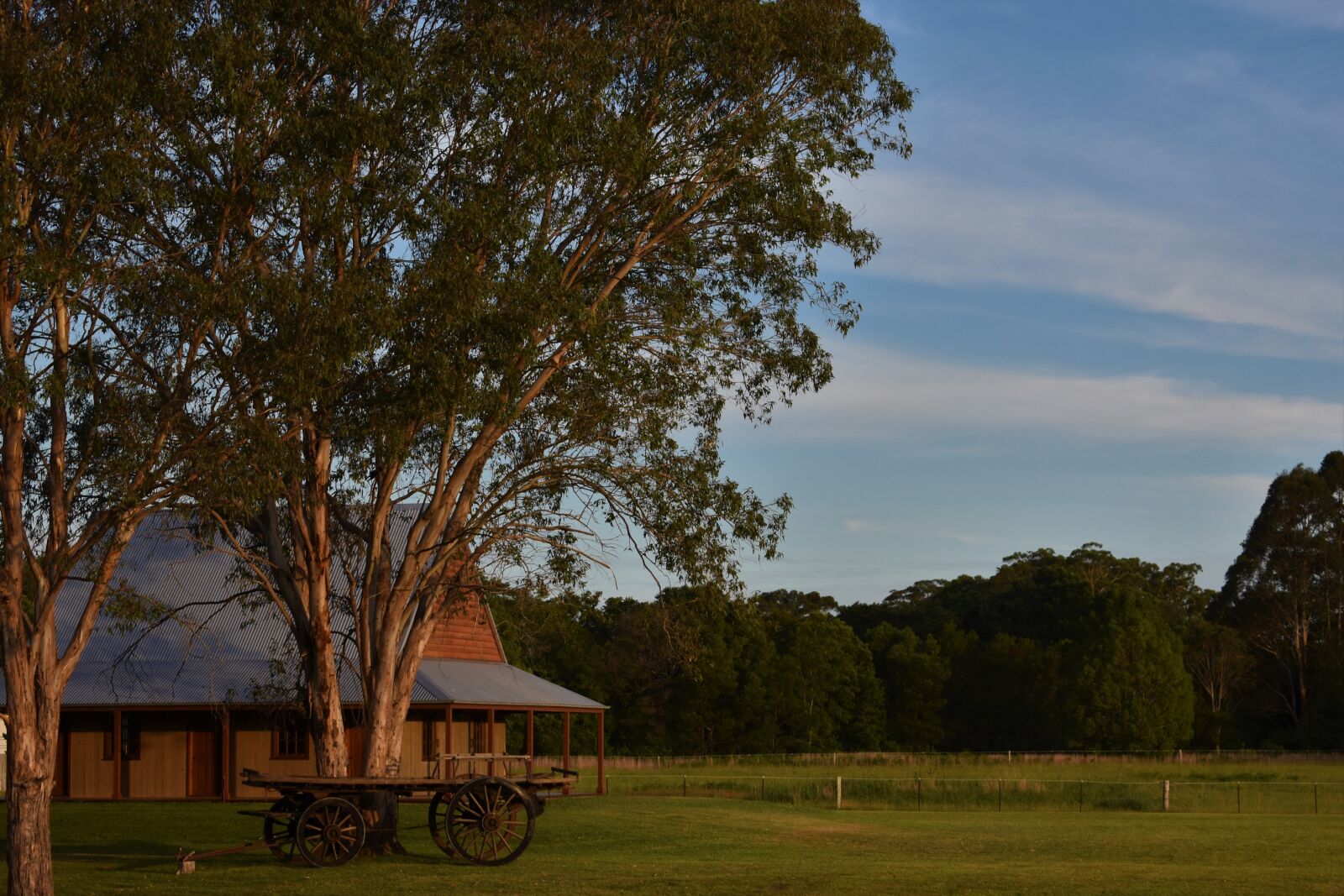 Nikon D3400 sample photo. Tree, grass, landscape photography