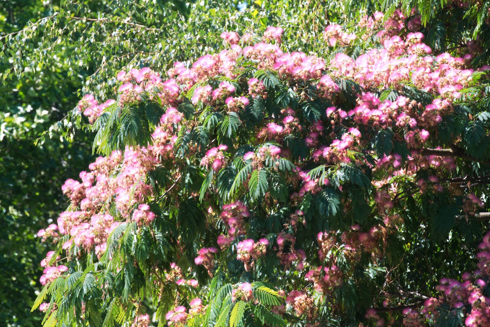 Nikon D5300 sample photo. Flowers, pink, the silk photography