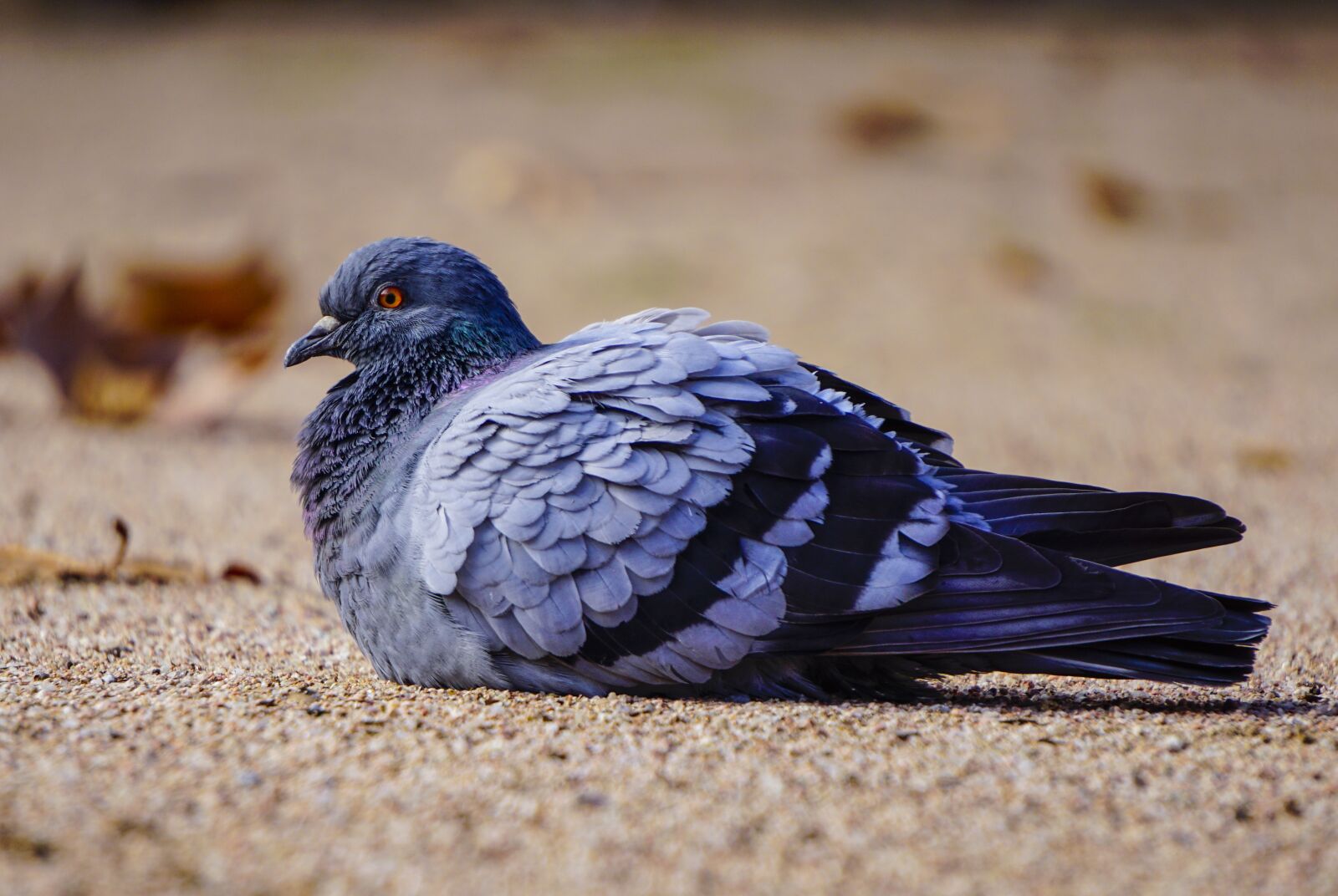 Sony E 55-210mm F4.5-6.3 OSS sample photo. Birds, paloma, nature photography