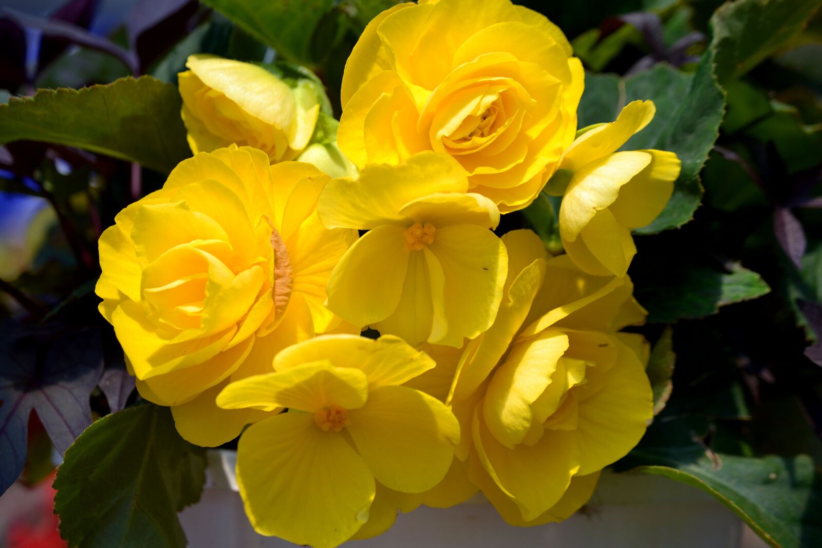 Nikon D3100 sample photo. Nature, flower, outdoor photography