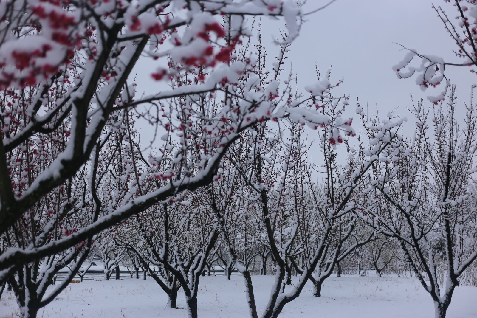 Canon EF 40mm F2.8 STM sample photo. Tree, branch, season photography
