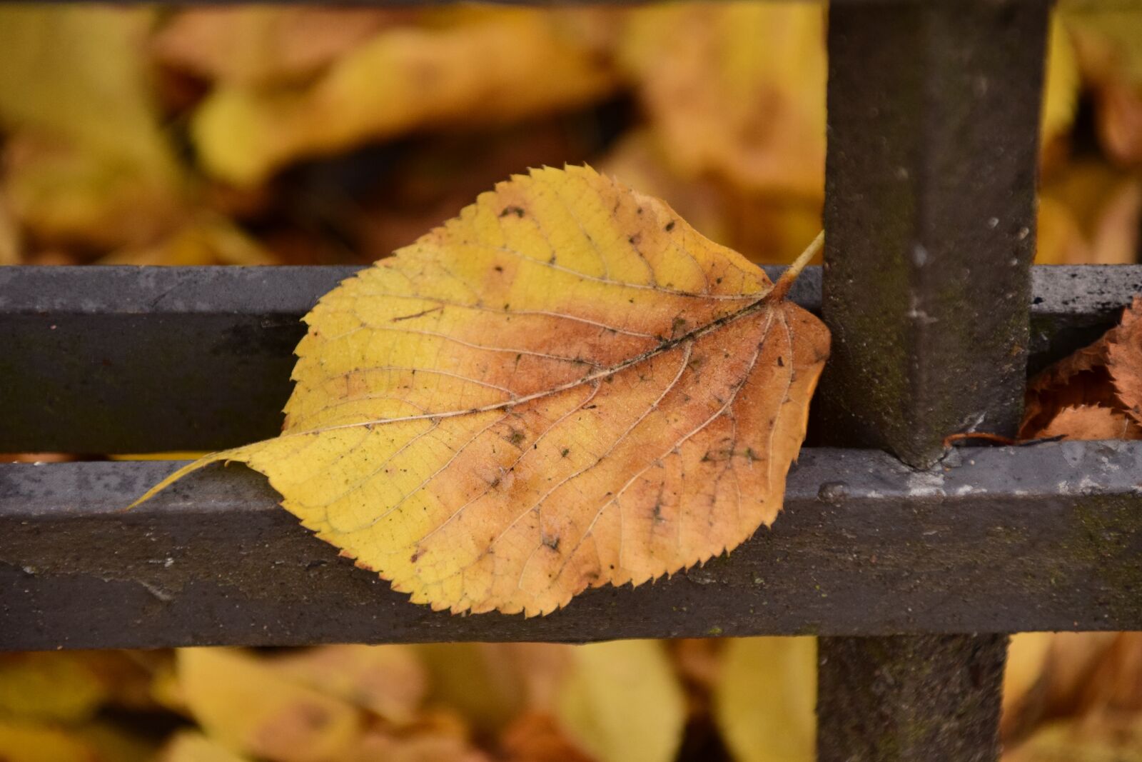 Nikon D3300 sample photo. Leaf, autumn, sheet in photography