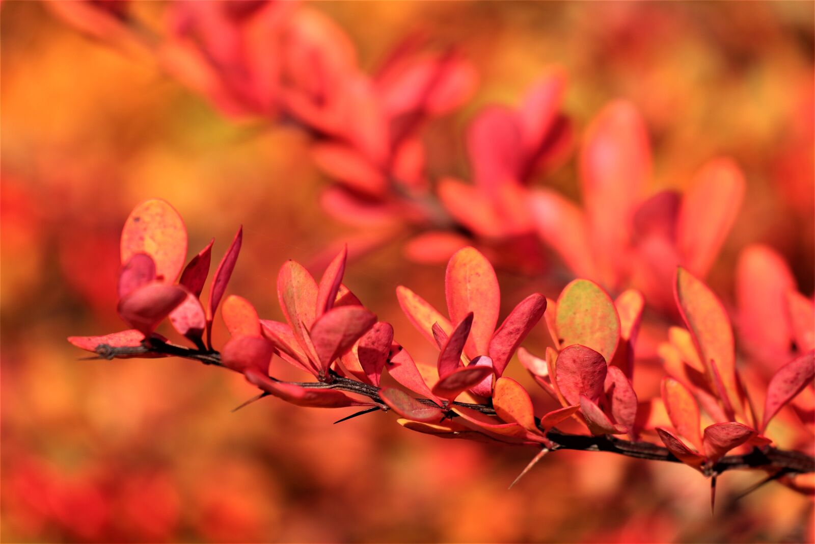 Canon EOS M6 sample photo. Bush, colors of autumn photography