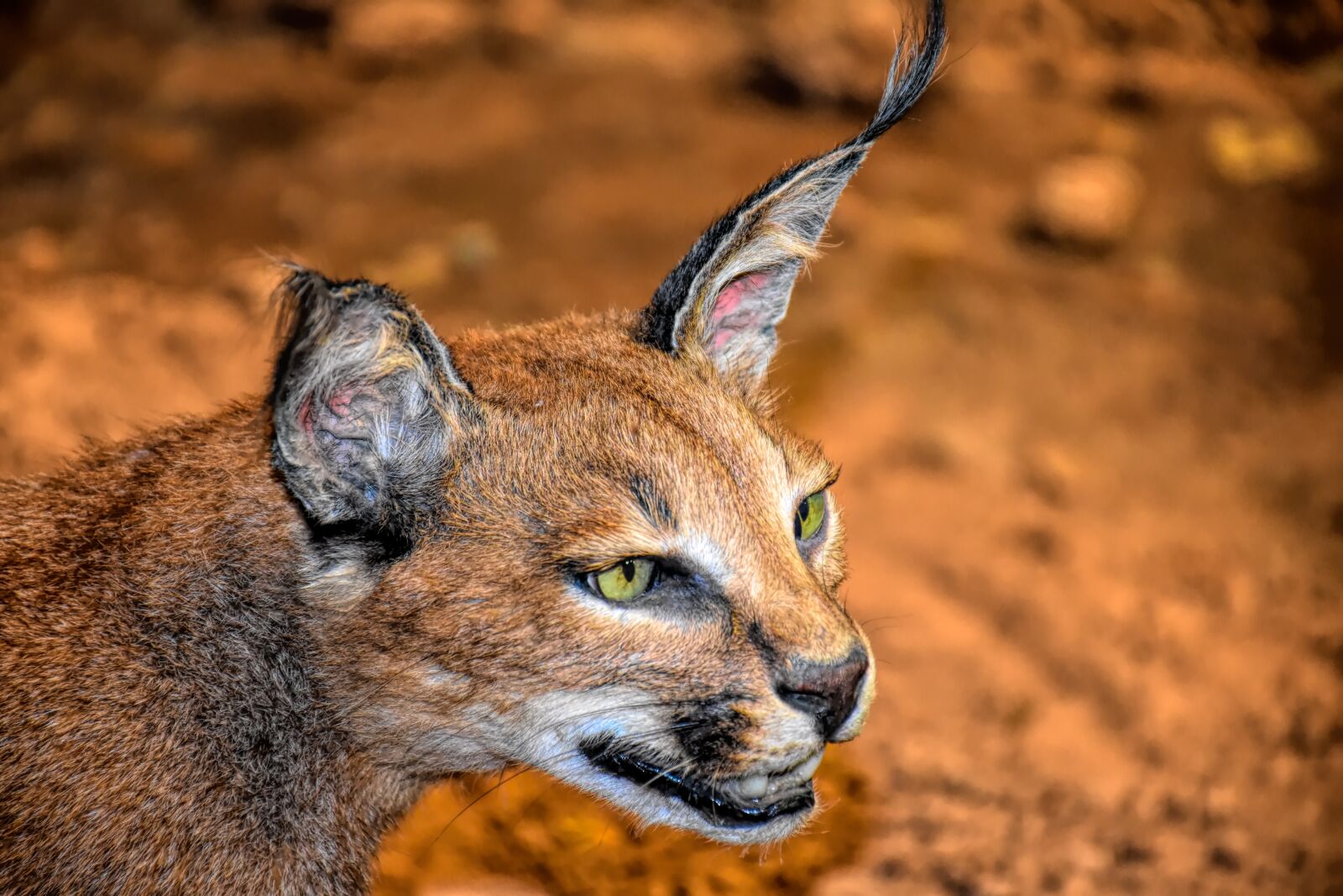 Nikon D5500 sample photo. Caracal cat, wildlife, cat photography