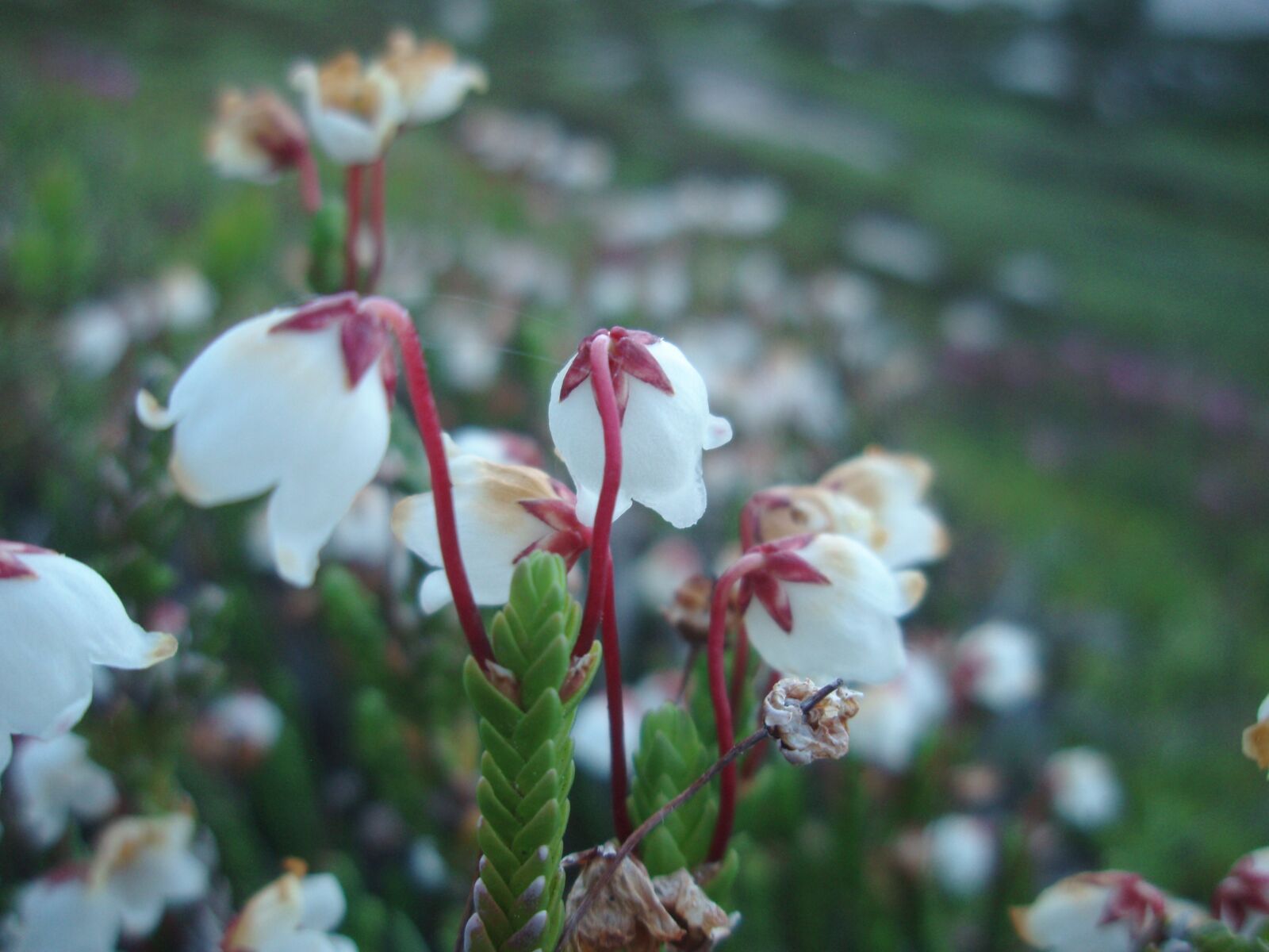 Olympus u740,S740 sample photo. White, flower, white flower photography
