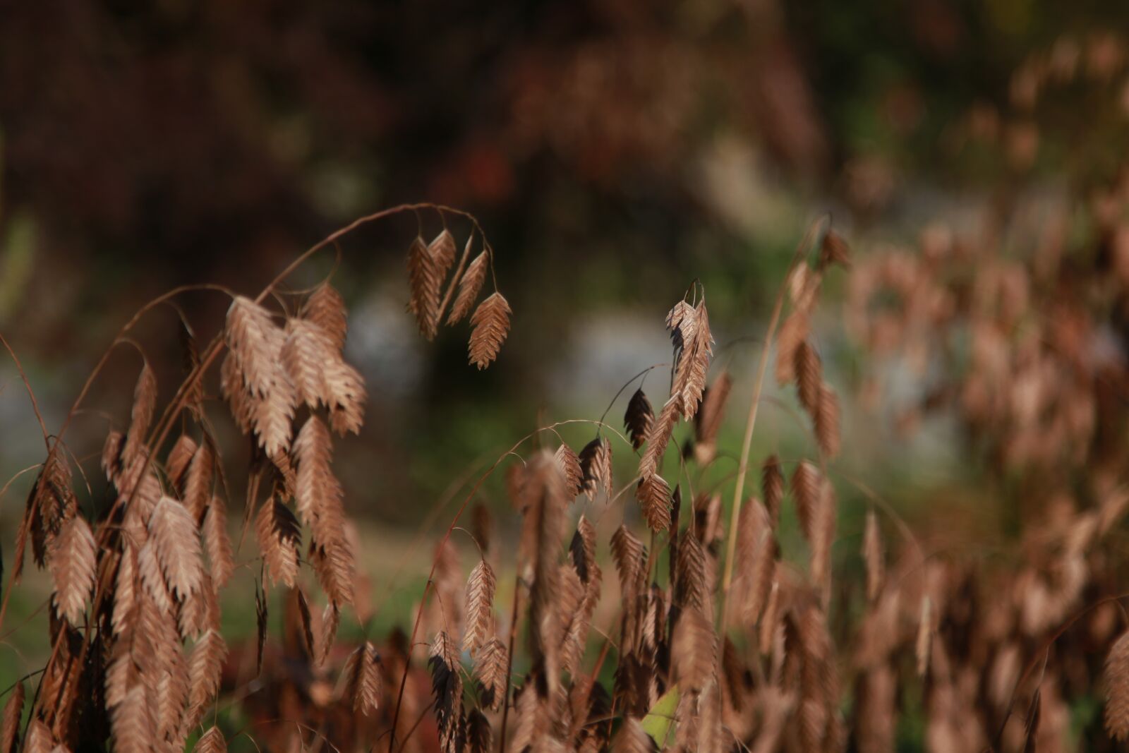 Canon EOS 6D + Canon EF 24-105mm F4L IS USM sample photo. Leaves, leaf, autumn photography
