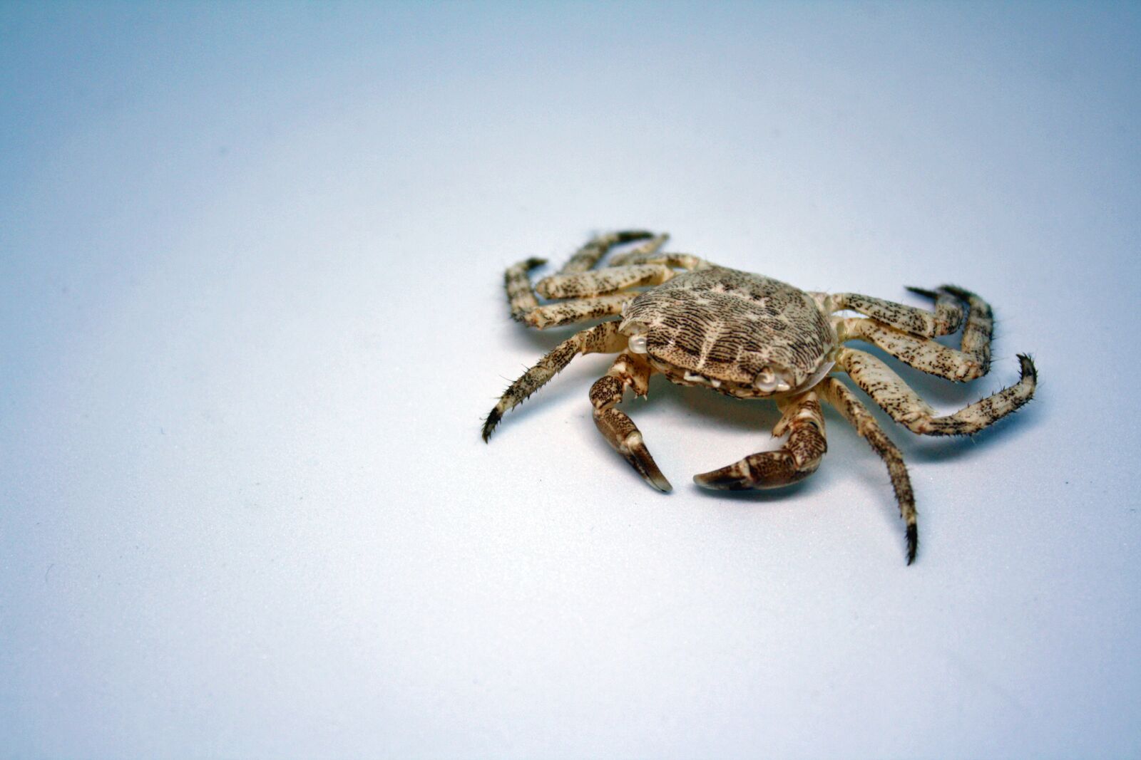 Canon EOS 1000D (EOS Digital Rebel XS / EOS Kiss F) sample photo. Crab, sea, nature photography