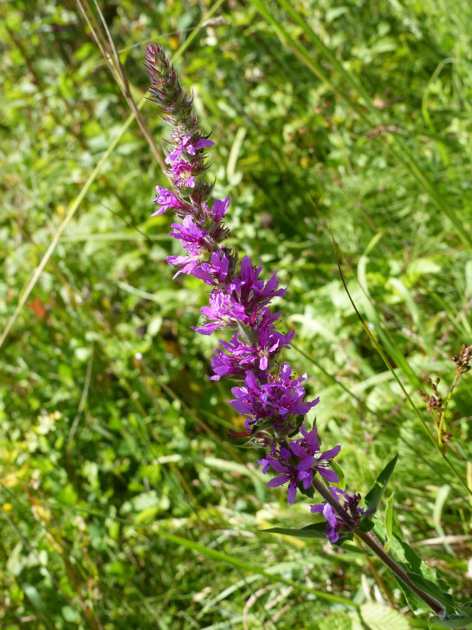 Panasonic Lumix DMC-FZ200 sample photo. Orchis, flower, shaft photography