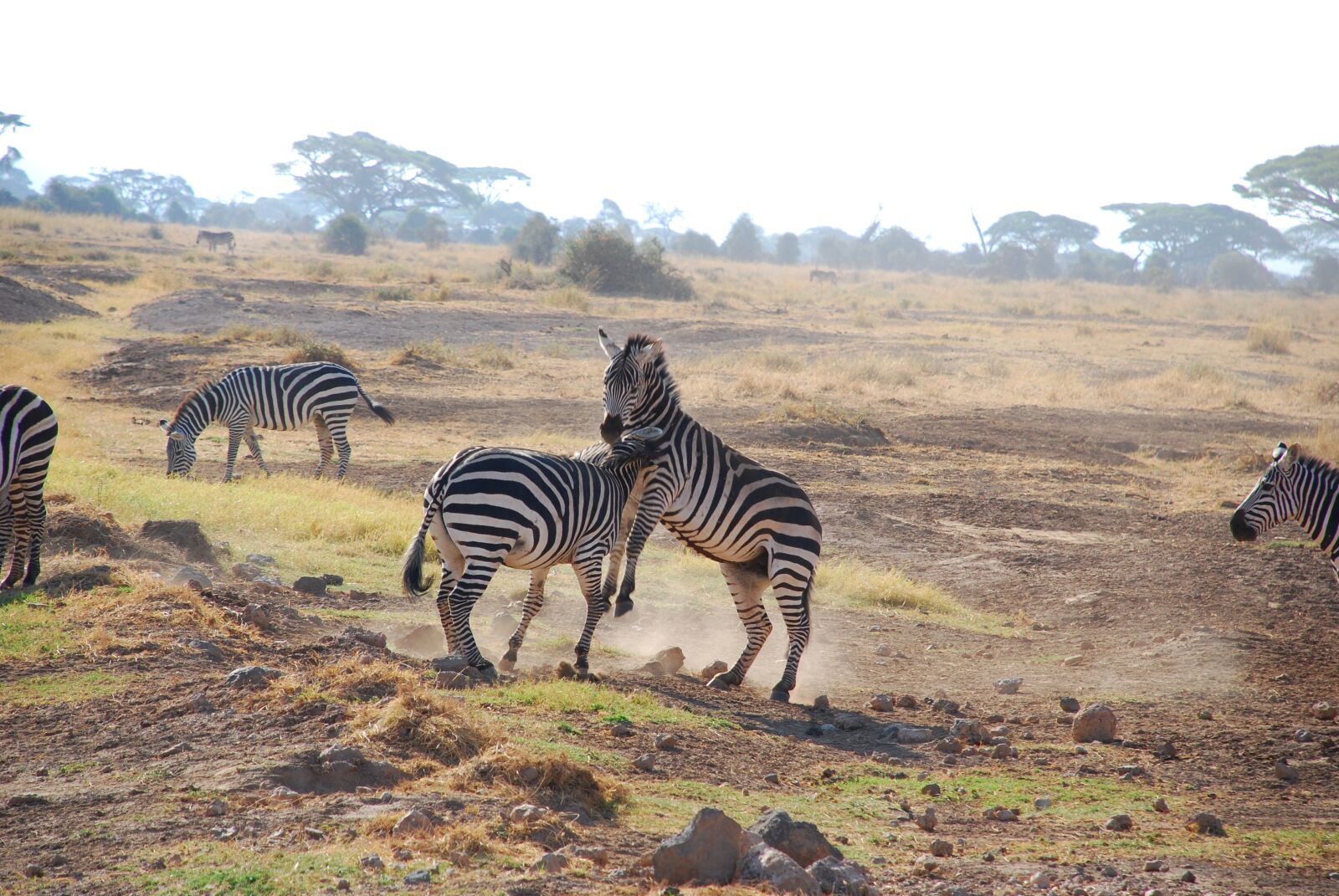 Nikon D80 sample photo. Zebra, nature, safari photography