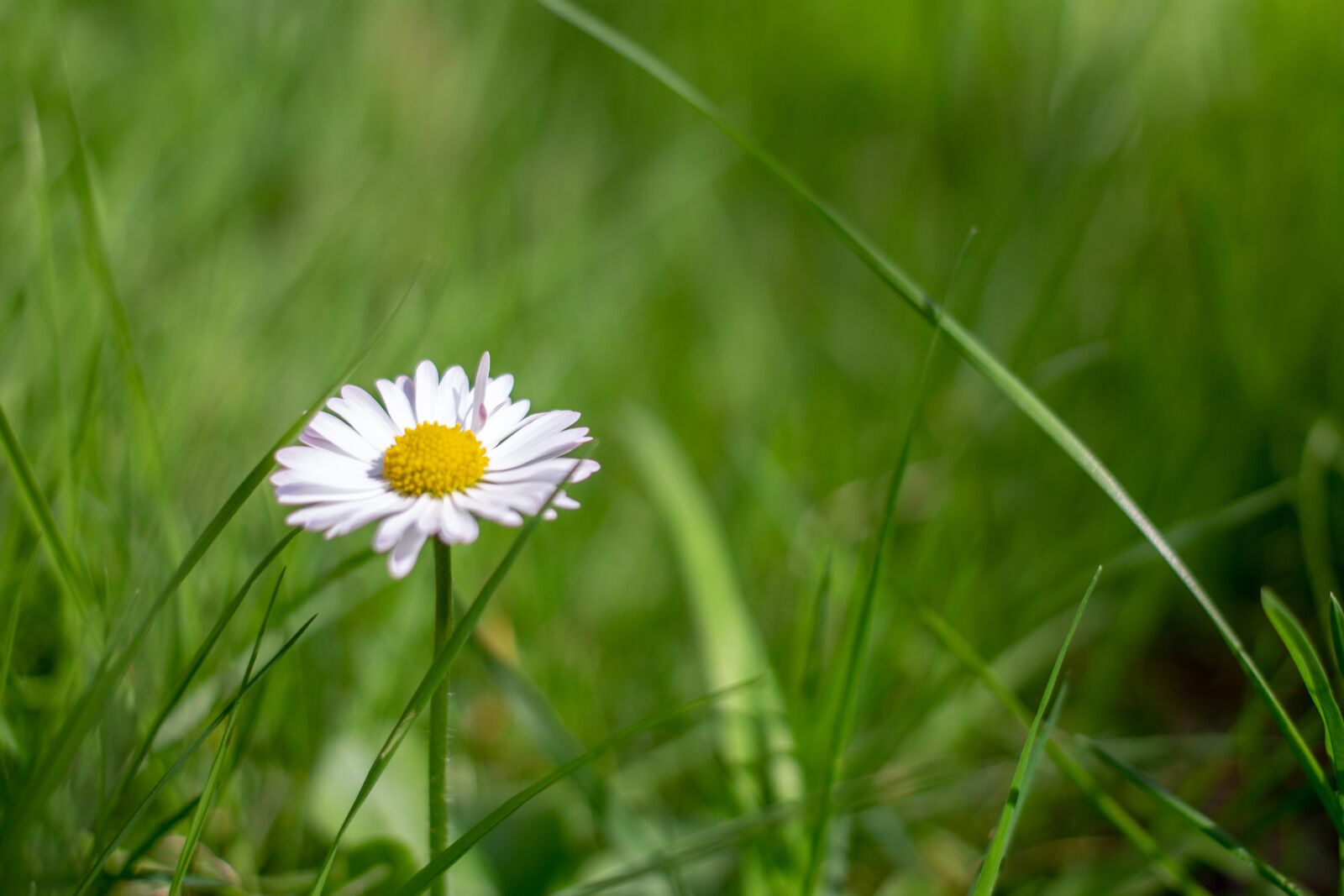 Canon EOS 100D (EOS Rebel SL1 / EOS Kiss X7) + Canon EF 40mm F2.8 STM sample photo. Daisy, flower, nature photography