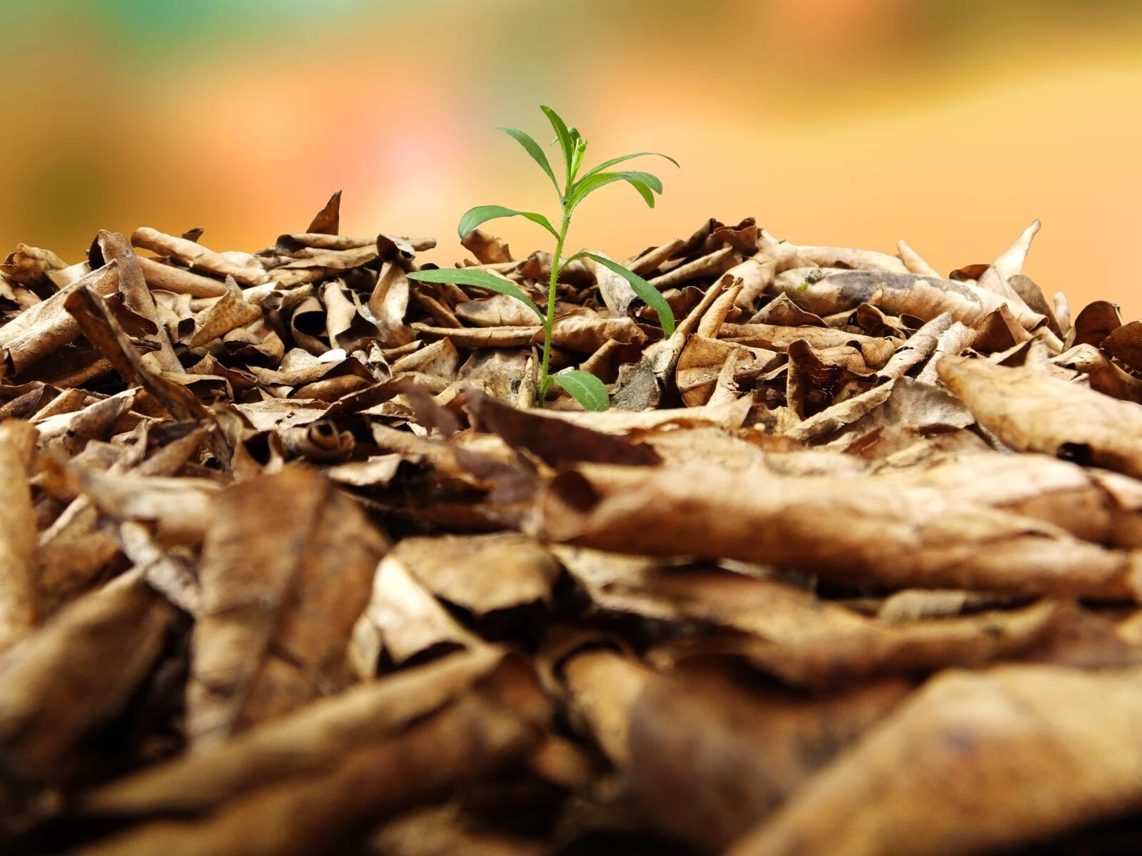 Canon EOS 5D sample photo. Herb, green leaf, autumn photography