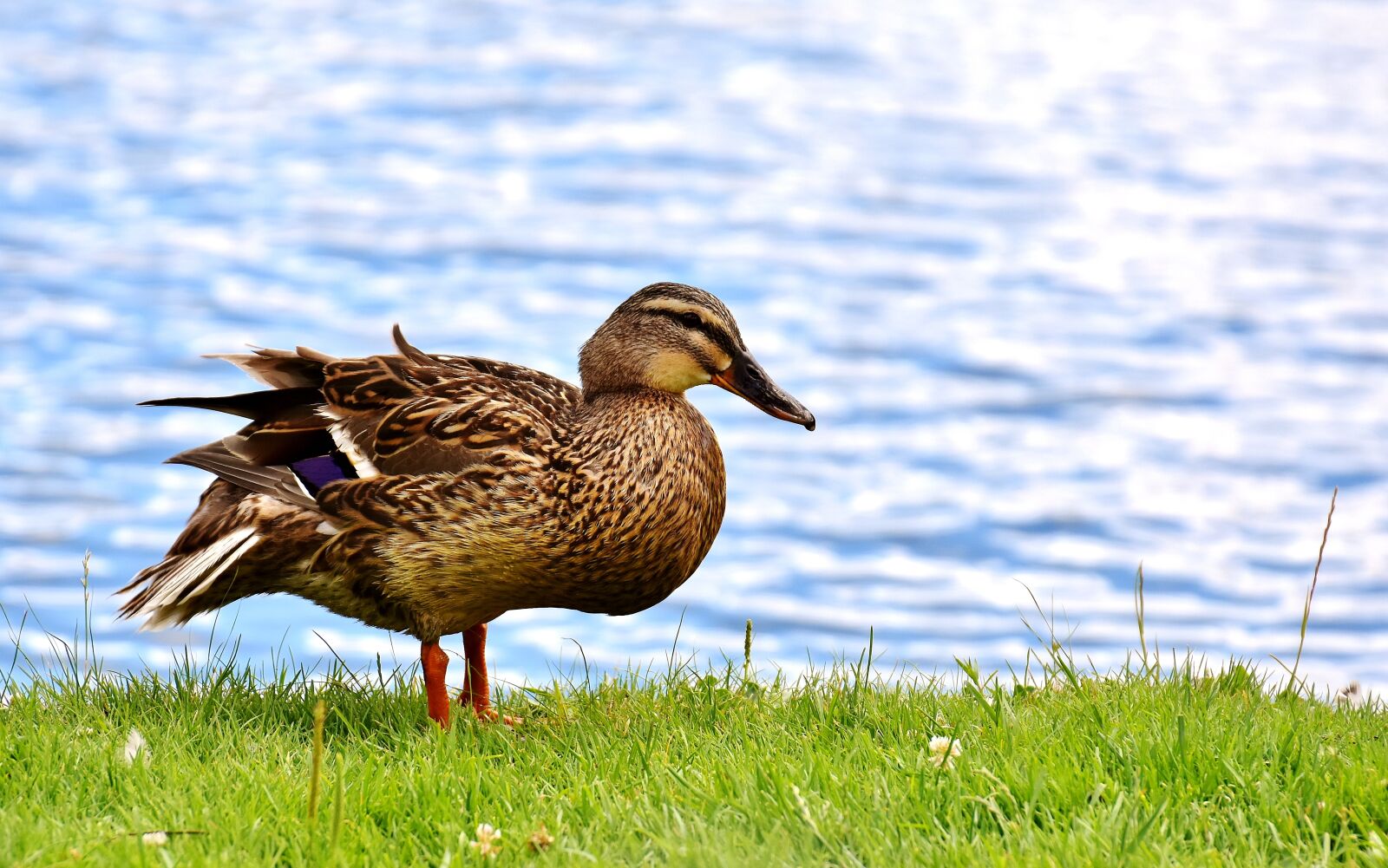 Nikon D7200 sample photo. Mallard, bank, pond photography
