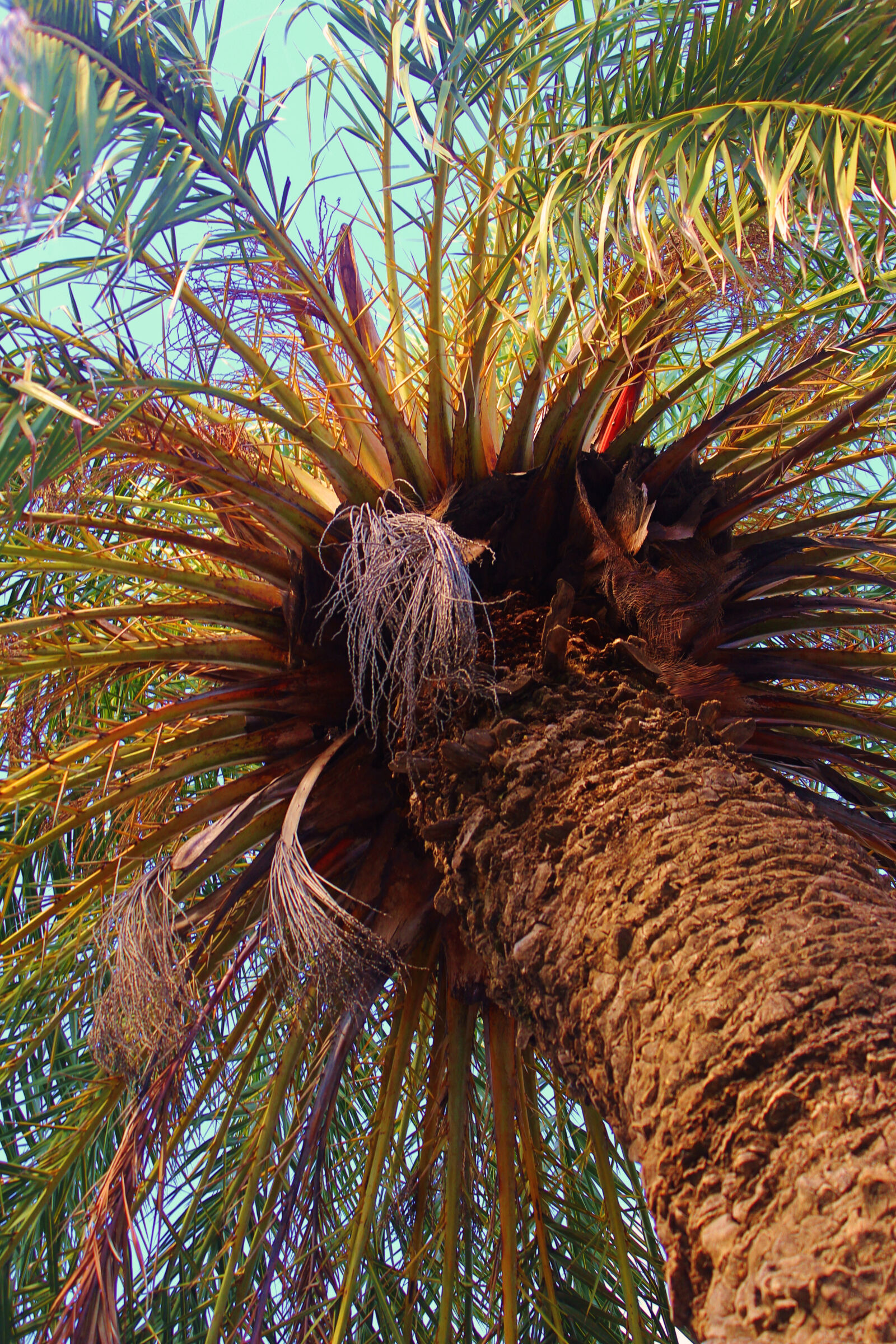 Canon EOS 600D (Rebel EOS T3i / EOS Kiss X5) sample photo. Palm, trees photography