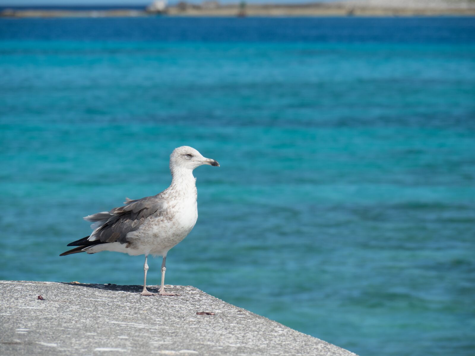 Olympus OM-D E-M1 Mark II sample photo. Bird, seagull, sea photography