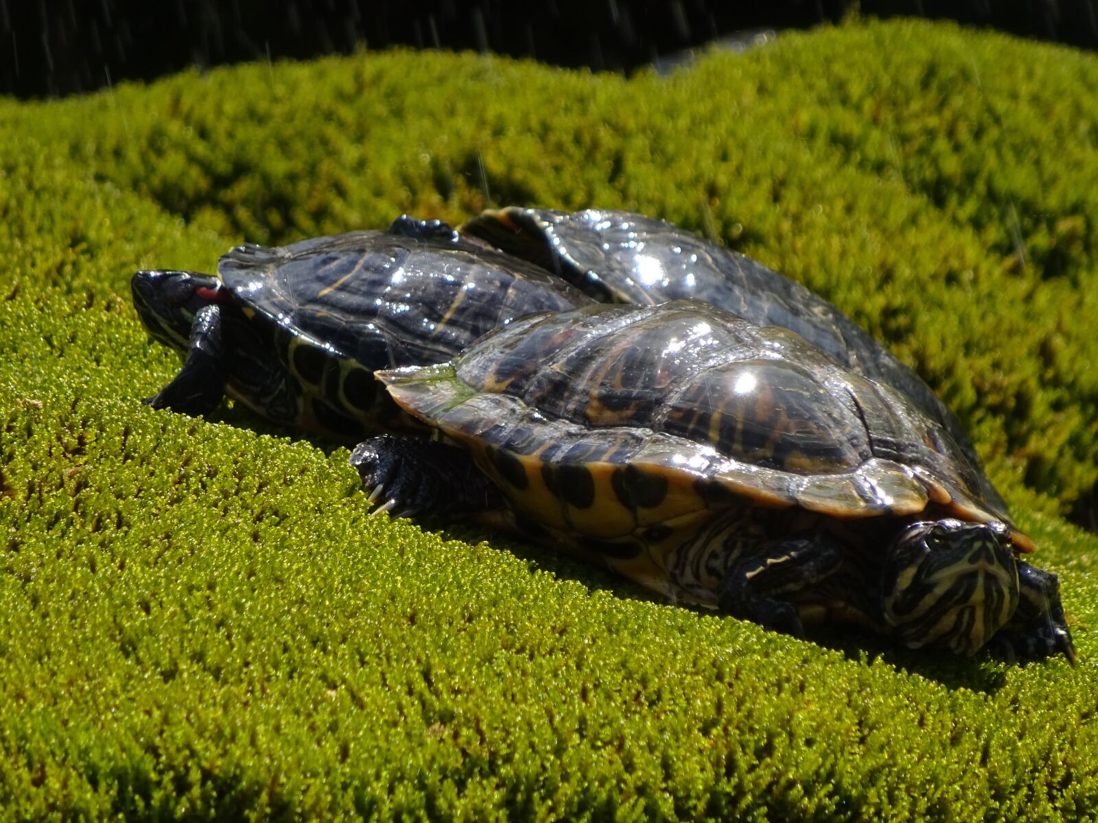 Sony Cyber-shot DSC-WX350 sample photo. Animals, turtle, green photography