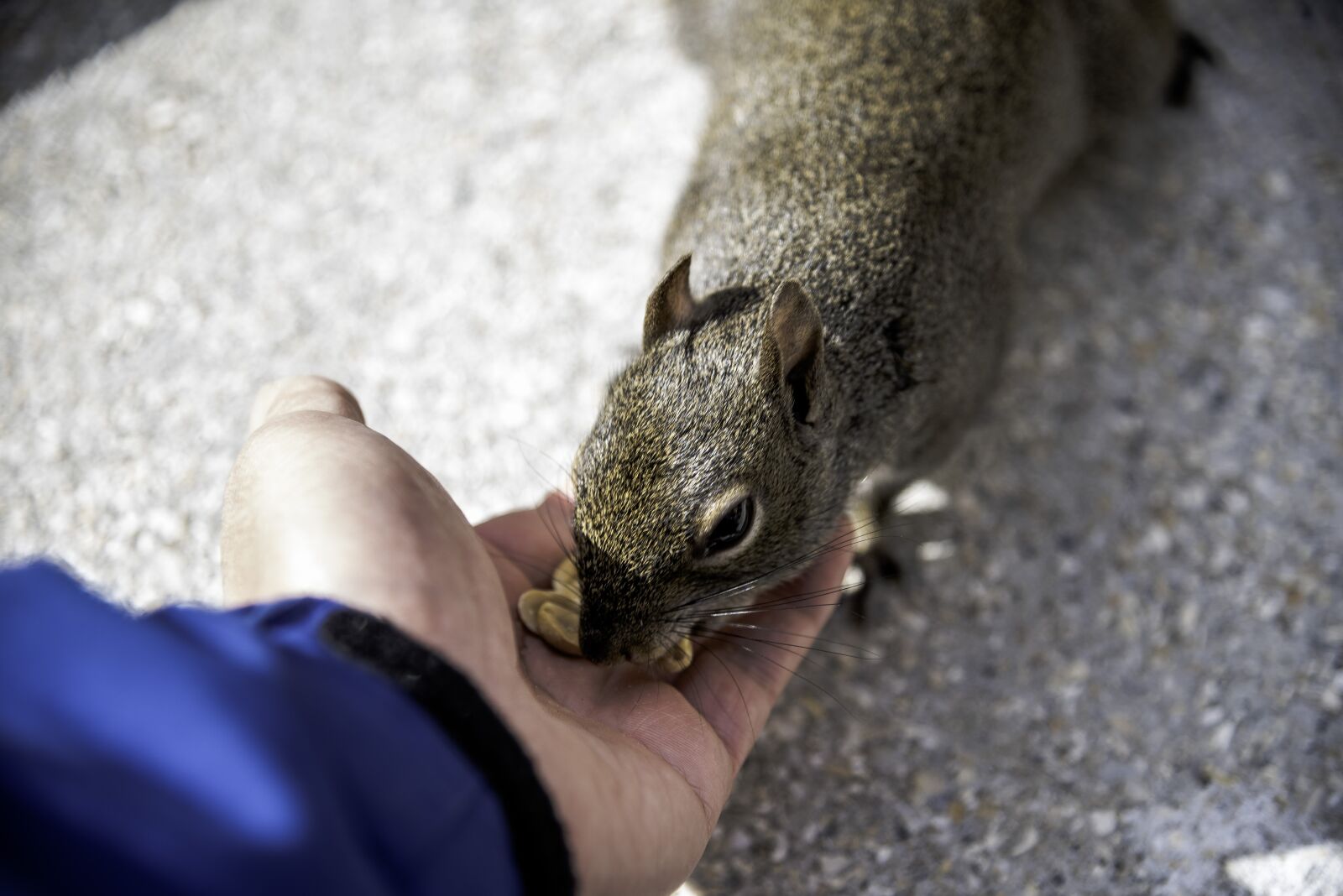 Nikon D750 sample photo. Squirrel, feeding, wildlife photography