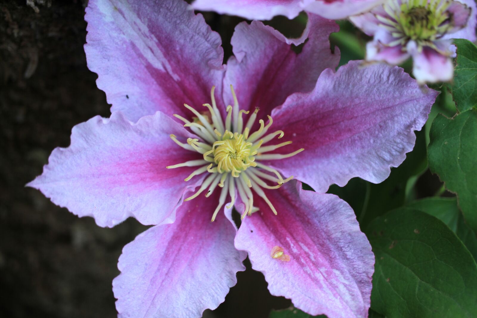 Canon EOS 7D sample photo. Clematis, blossom, bloom photography