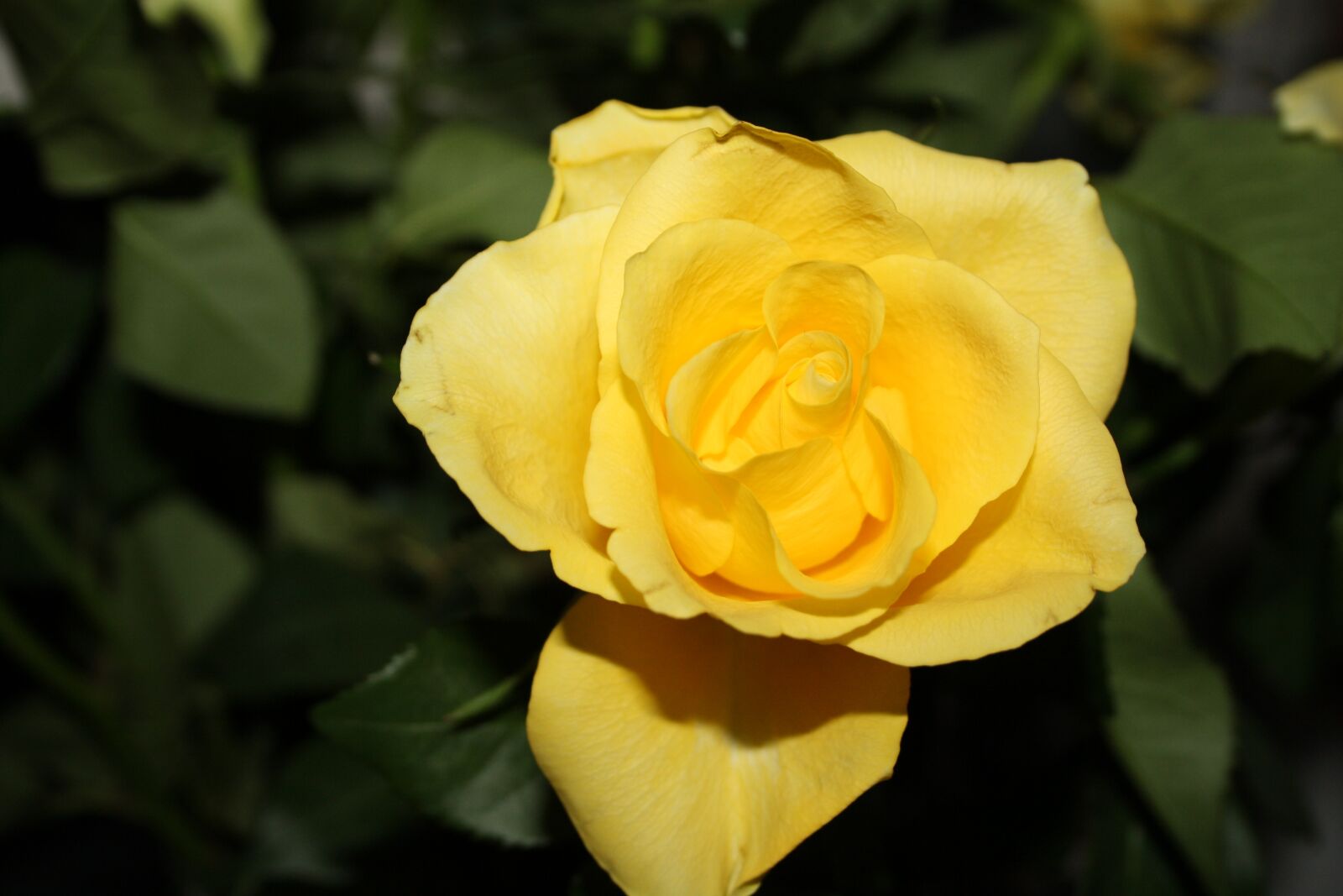 Canon EOS 1000D (EOS Digital Rebel XS / EOS Kiss F) sample photo. Rose, yellow, flower photography