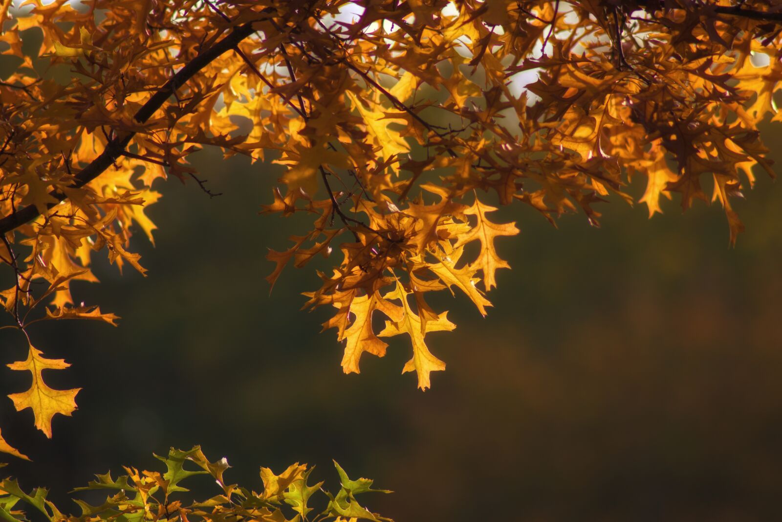 Pentax K-70 sample photo. Autumn, fall foliage, leaves photography