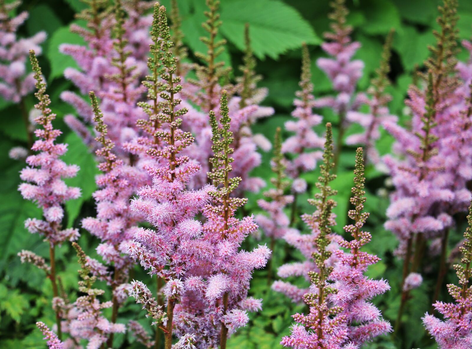 Canon EOS 550D (EOS Rebel T2i / EOS Kiss X4) sample photo. Knotweed, flower, plant photography