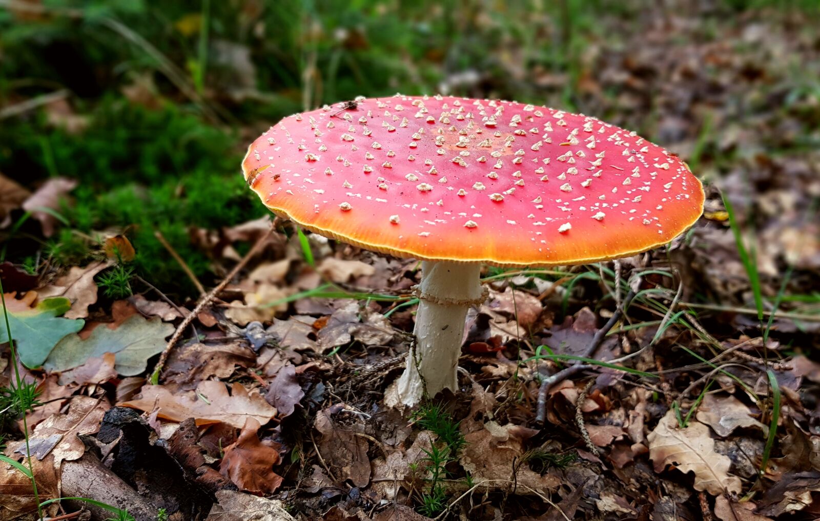 Samsung Galaxy S7 sample photo. Fly agaric, mushroom, toxic photography