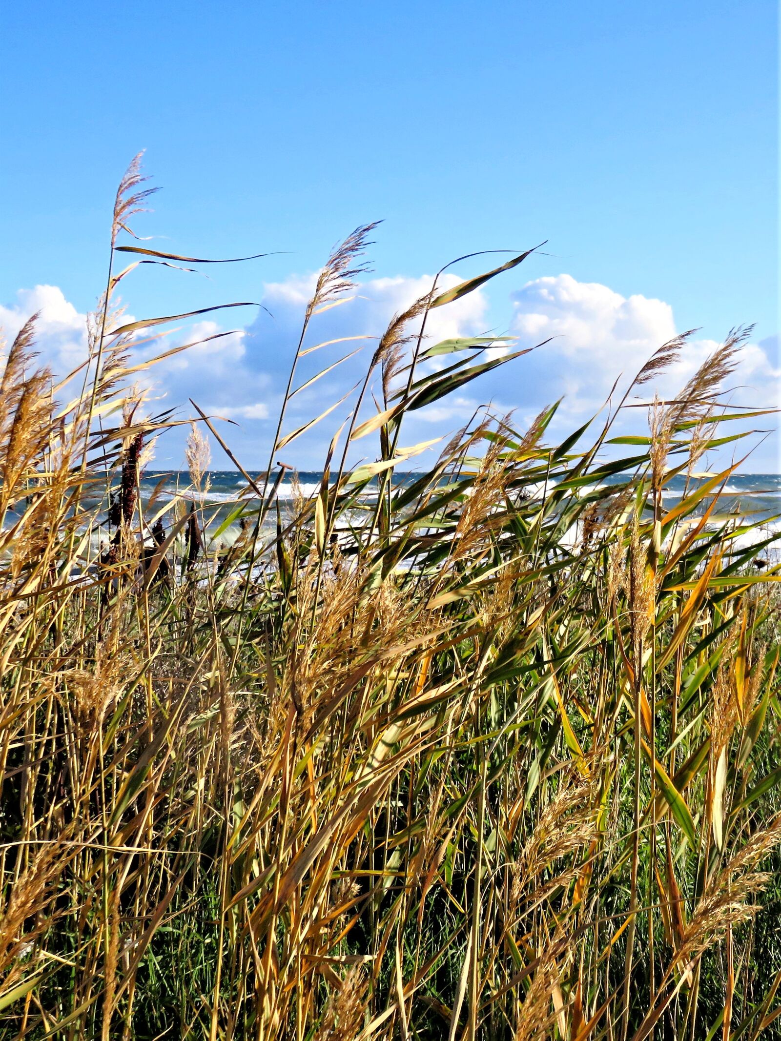 Canon PowerShot SX710 HS sample photo. Beach, baltic sea, grasses photography