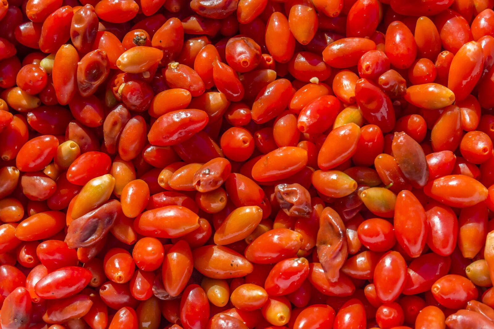 Canon EOS 600D (Rebel EOS T3i / EOS Kiss X5) sample photo. Goji, berry, superfood photography