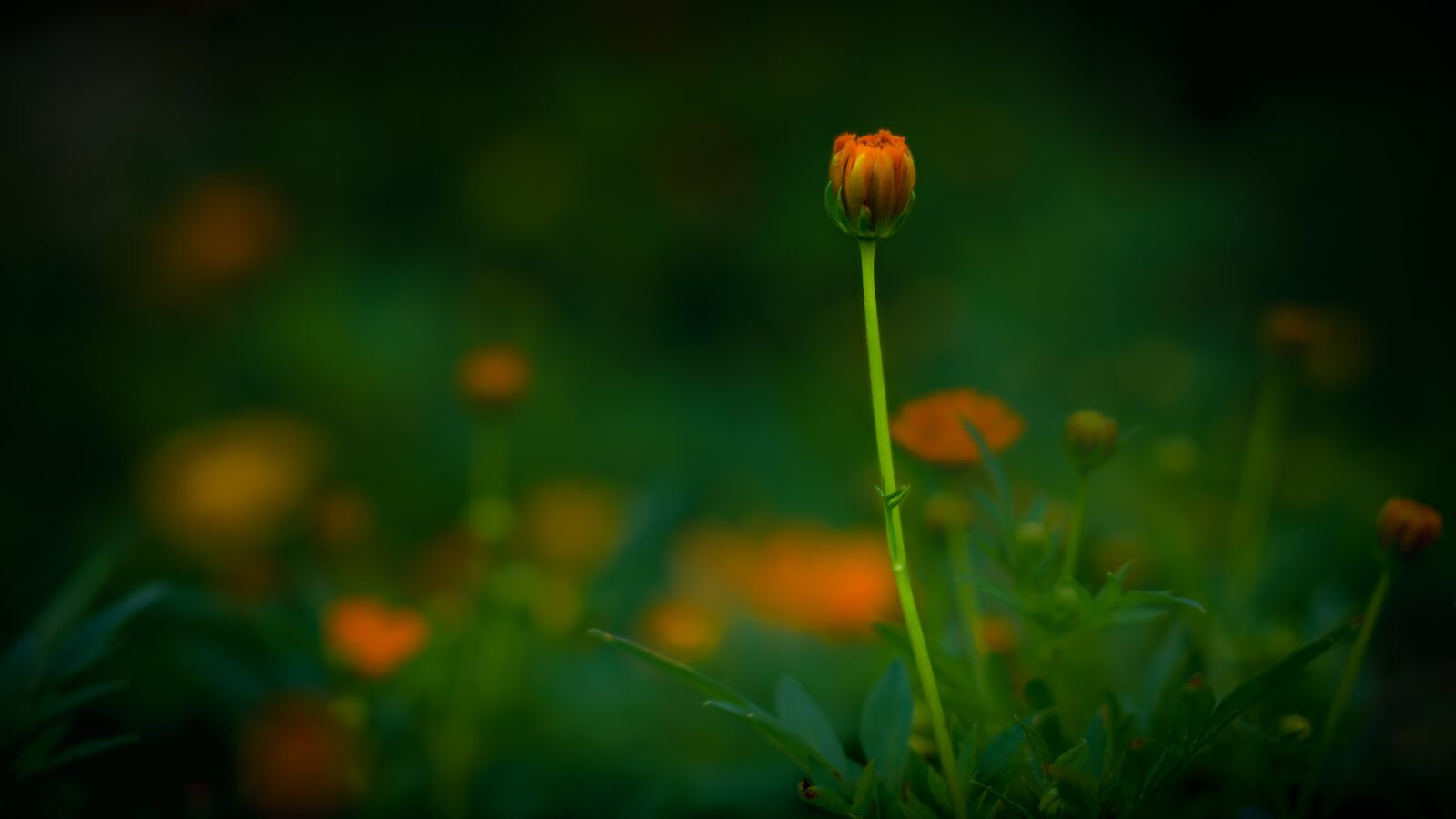 Nikon D500 sample photo. Waterlily, flower, zen photography