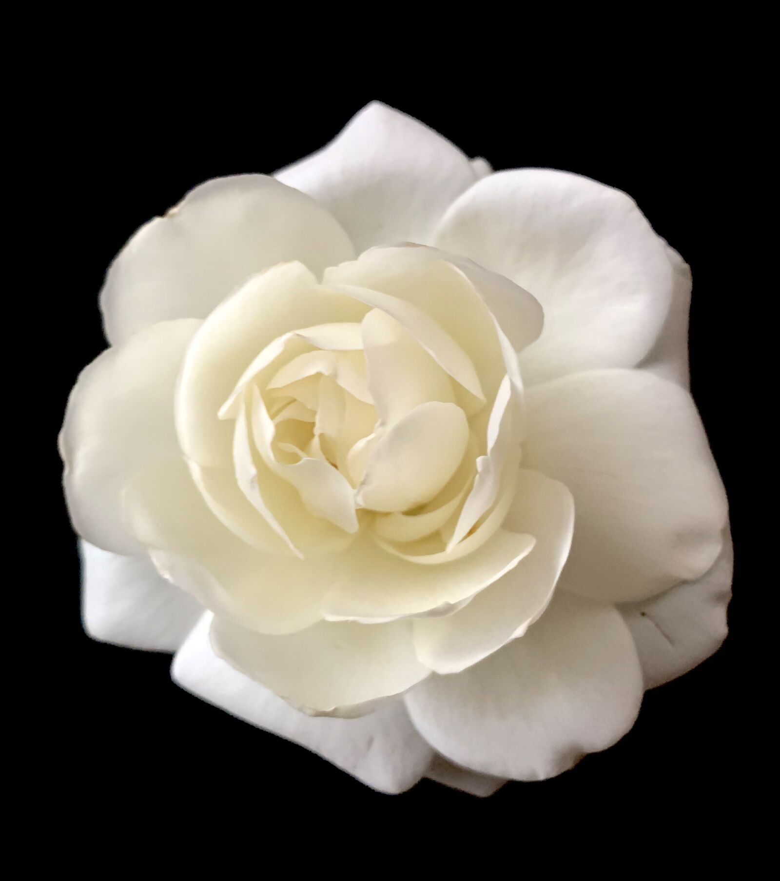 Apple iPhone XS sample photo. Rose, white, wedding photography