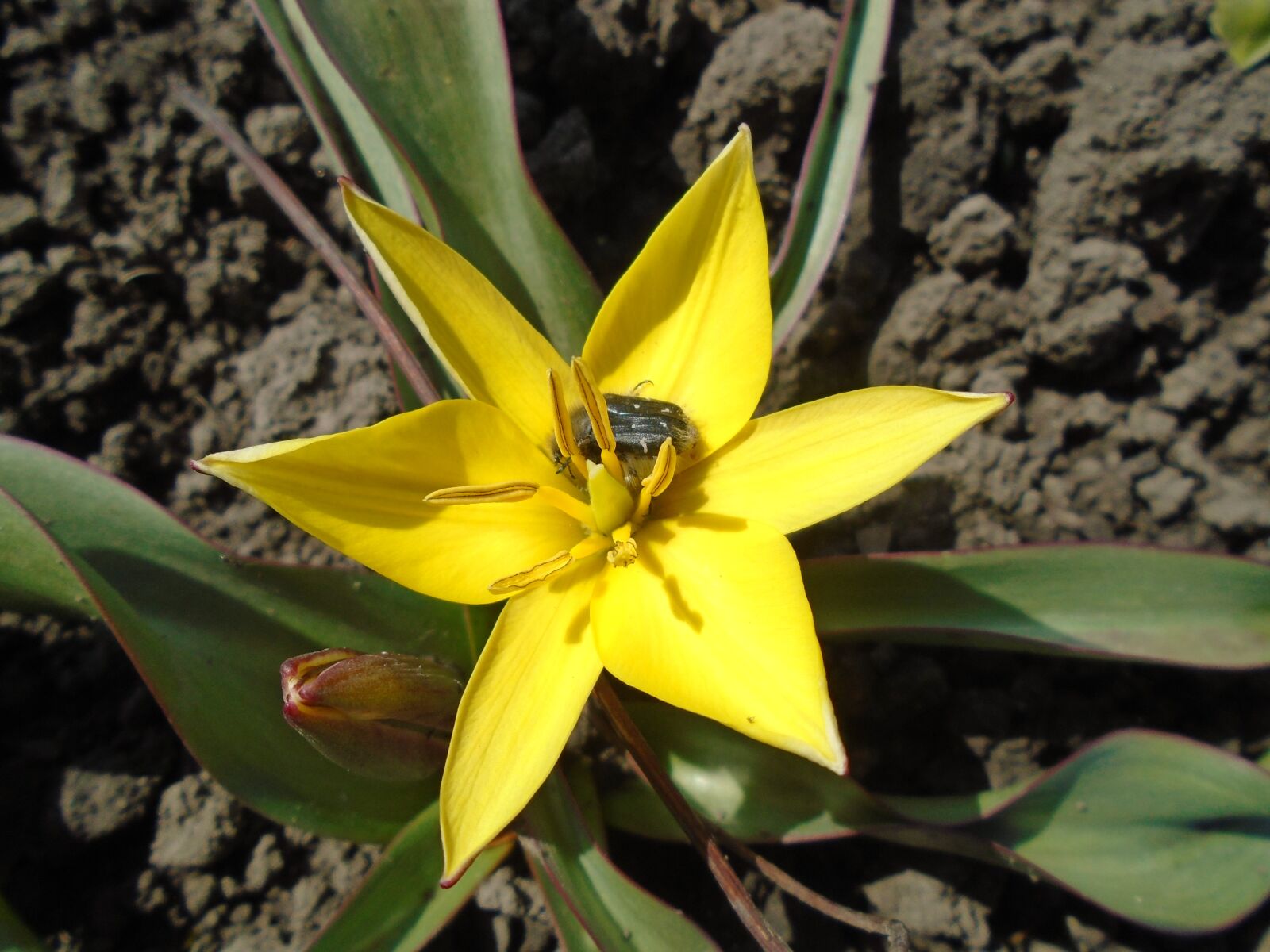 Sony Cyber-shot DSC-W800 sample photo. Beetle, bloom, flower photography