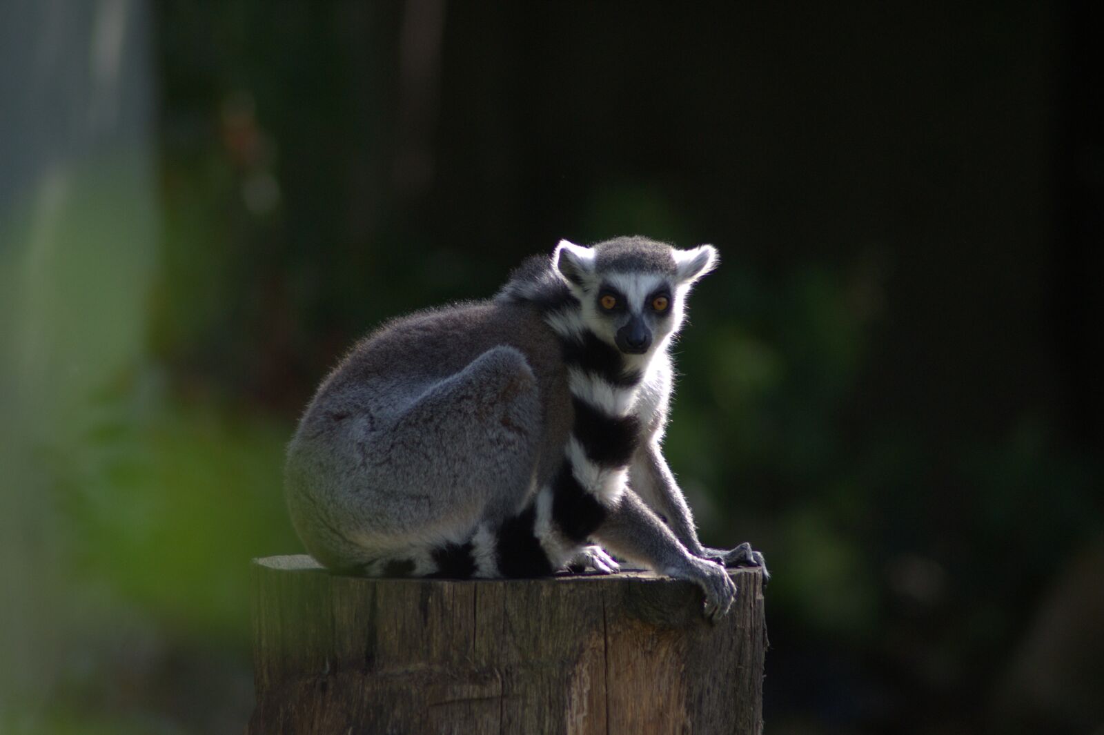 Pentax K-x sample photo. Monkey, ring tailed lemur photography