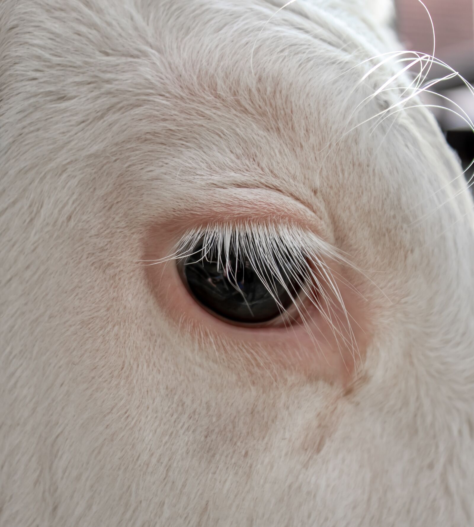 Canon EOS 200D (EOS Rebel SL2 / EOS Kiss X9) sample photo. Eye, eyelashes, calf photography
