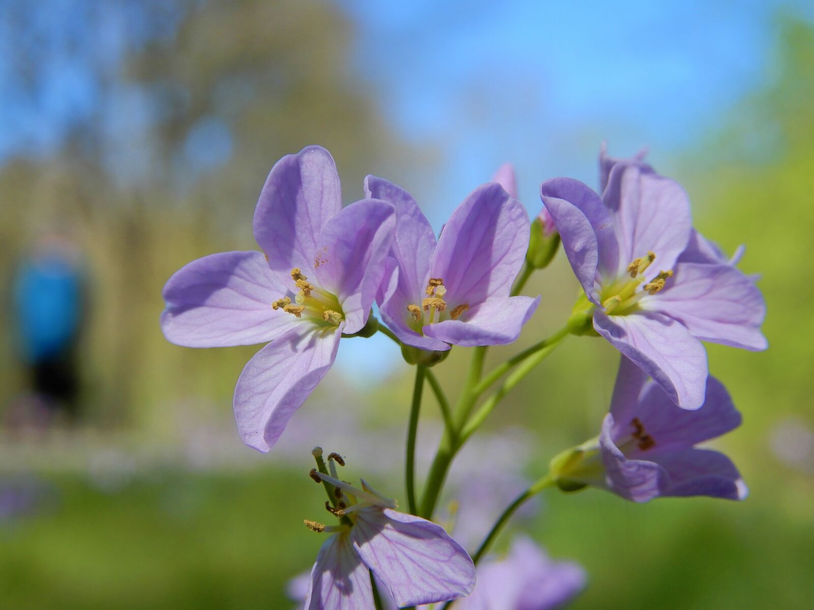 Nikon Coolpix A900 sample photo. Nature, spring, cuckoo photography