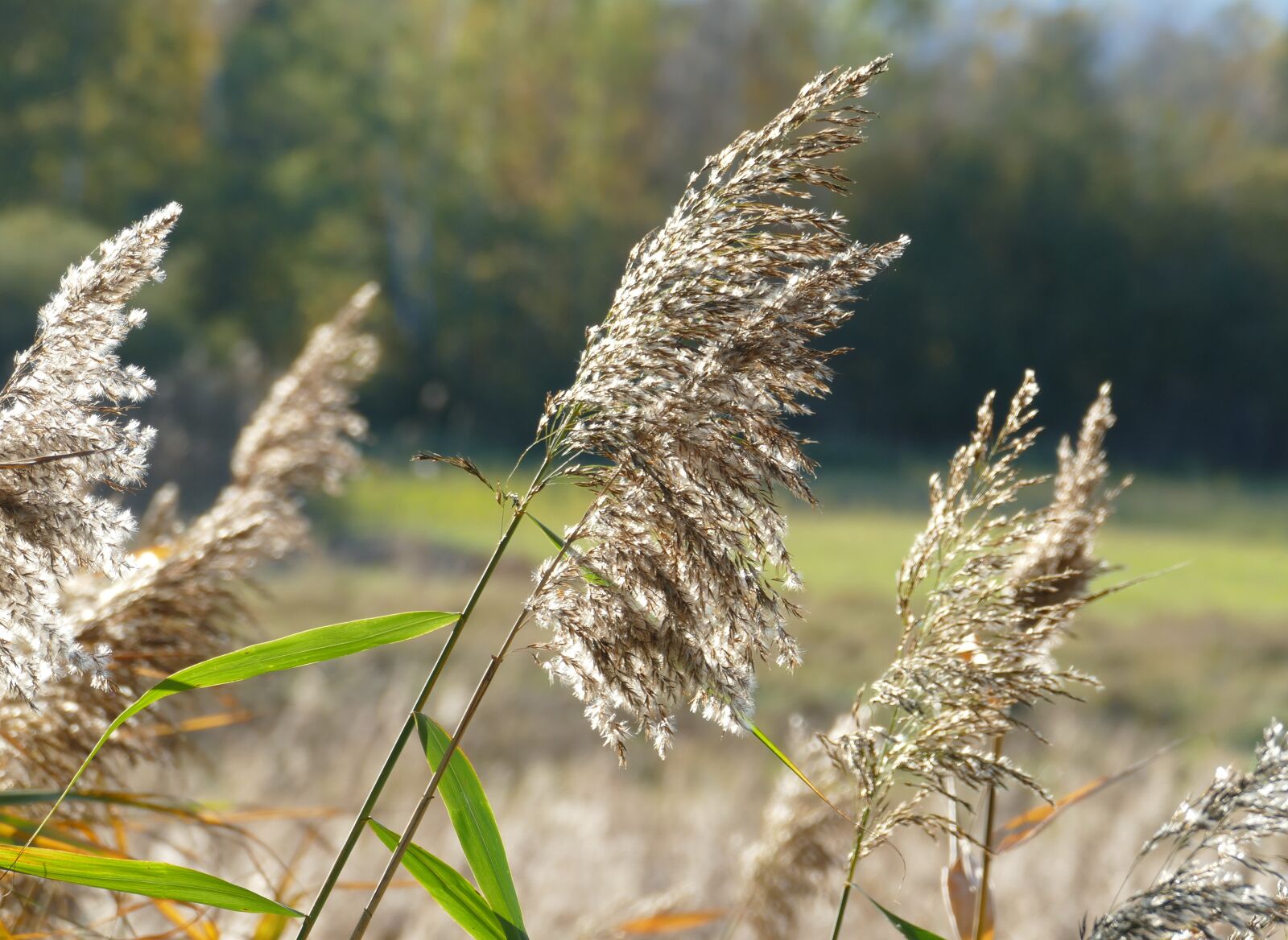 Panasonic Lumix DMC-FZ1000 sample photo. Sedge, nature, autumn photography