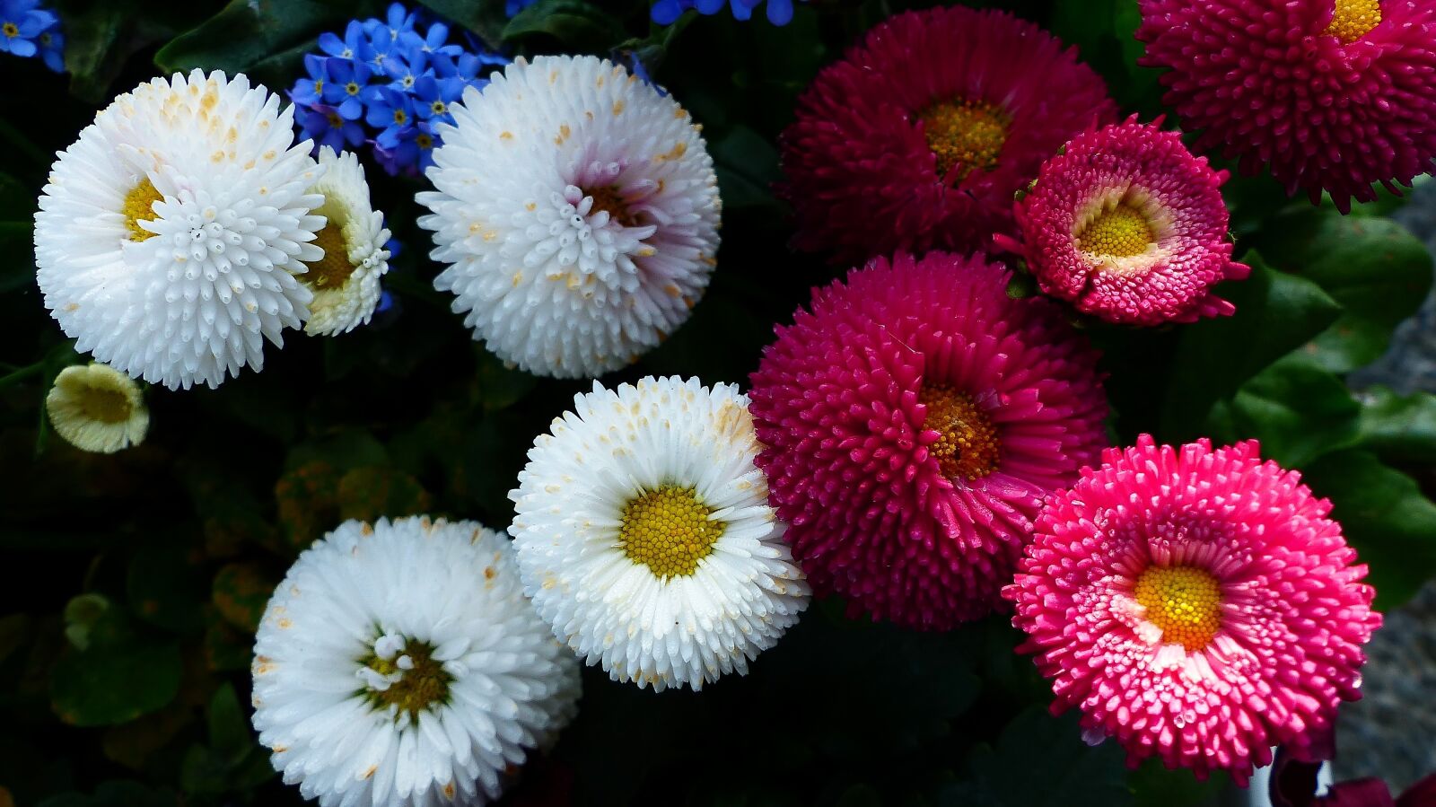 Panasonic Lumix DMC-FZ200 sample photo. Flower, nature, plant photography