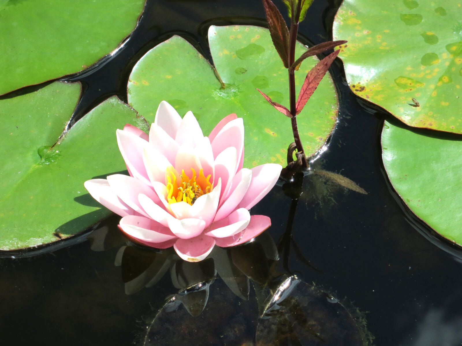 Canon PowerShot S100 sample photo. Water lily, blossom, bloom photography