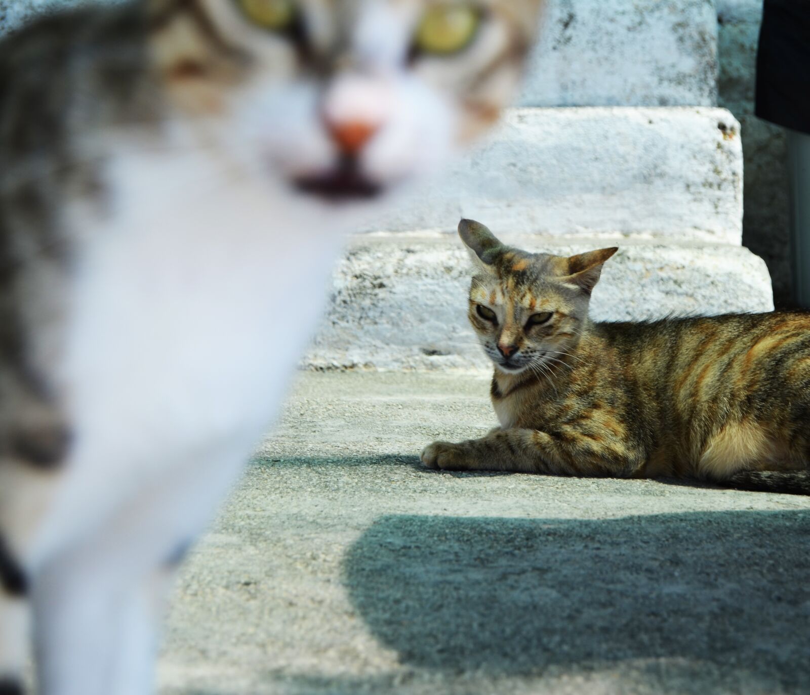 Nikon D5100 sample photo. Cat, cats, naturale photography