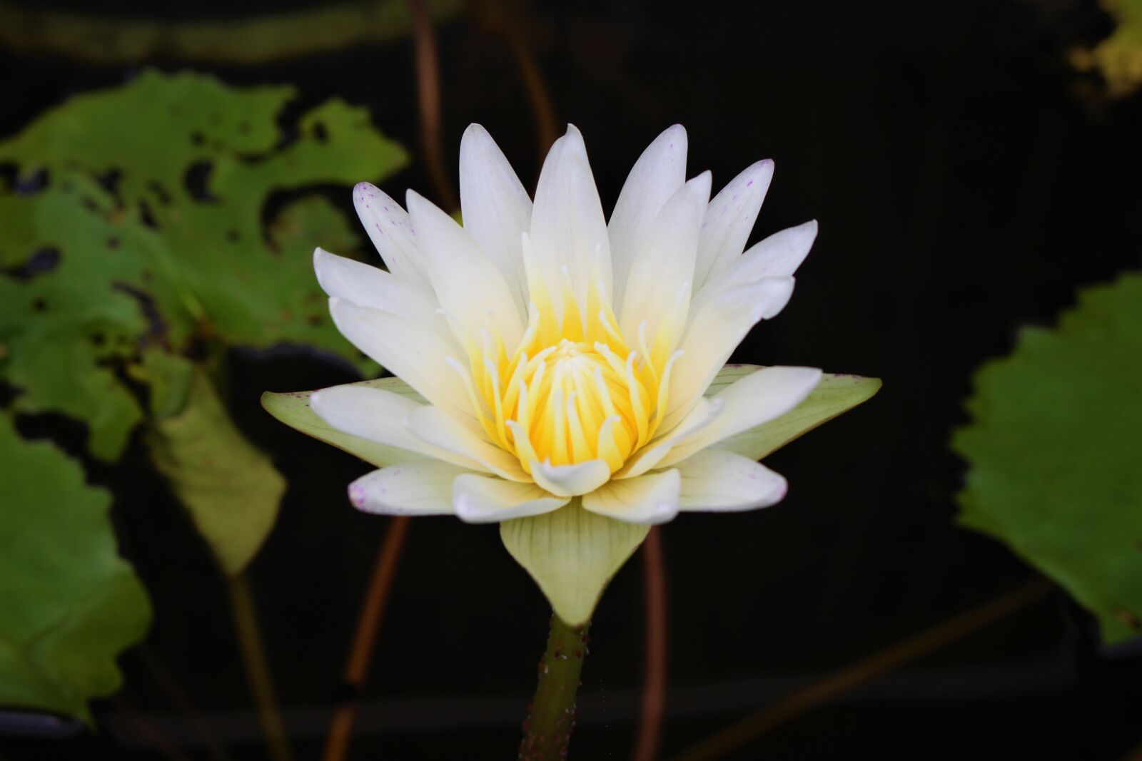 Canon EOS 700D (EOS Rebel T5i / EOS Kiss X7i) + Canon EF-S 18-55mm F3.5-5.6 IS STM sample photo. Water lily, lotus flower photography