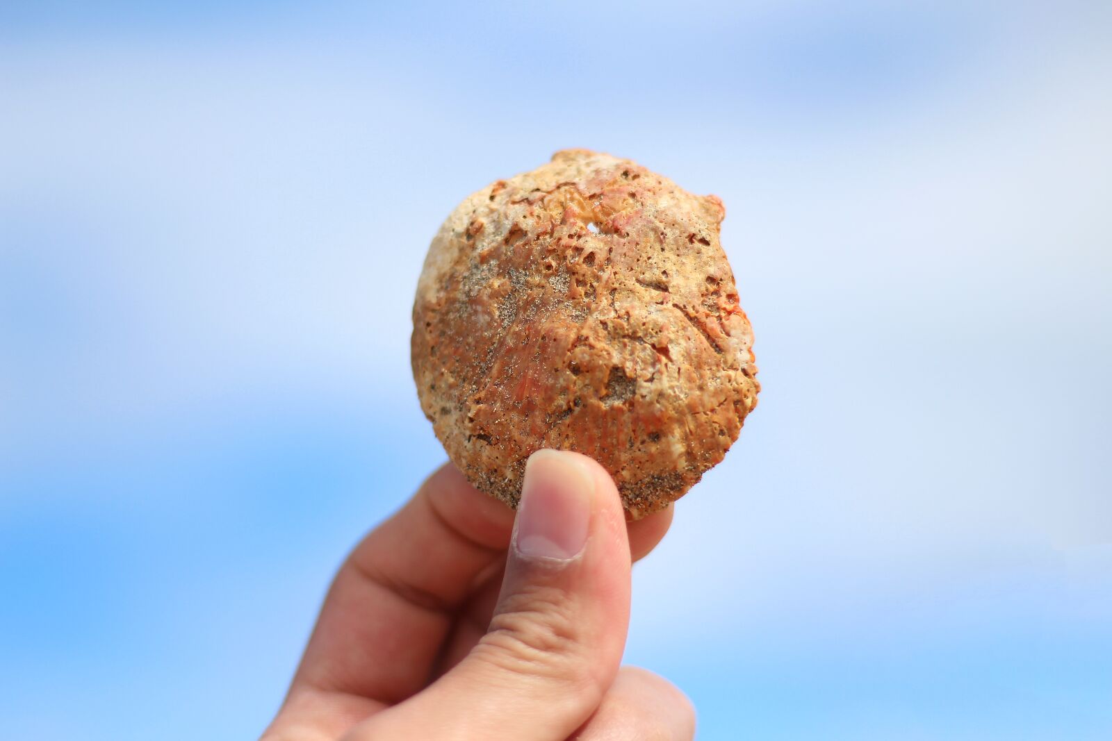 Canon EF 50mm F1.8 STM sample photo. Shell, blue sky, beach photography