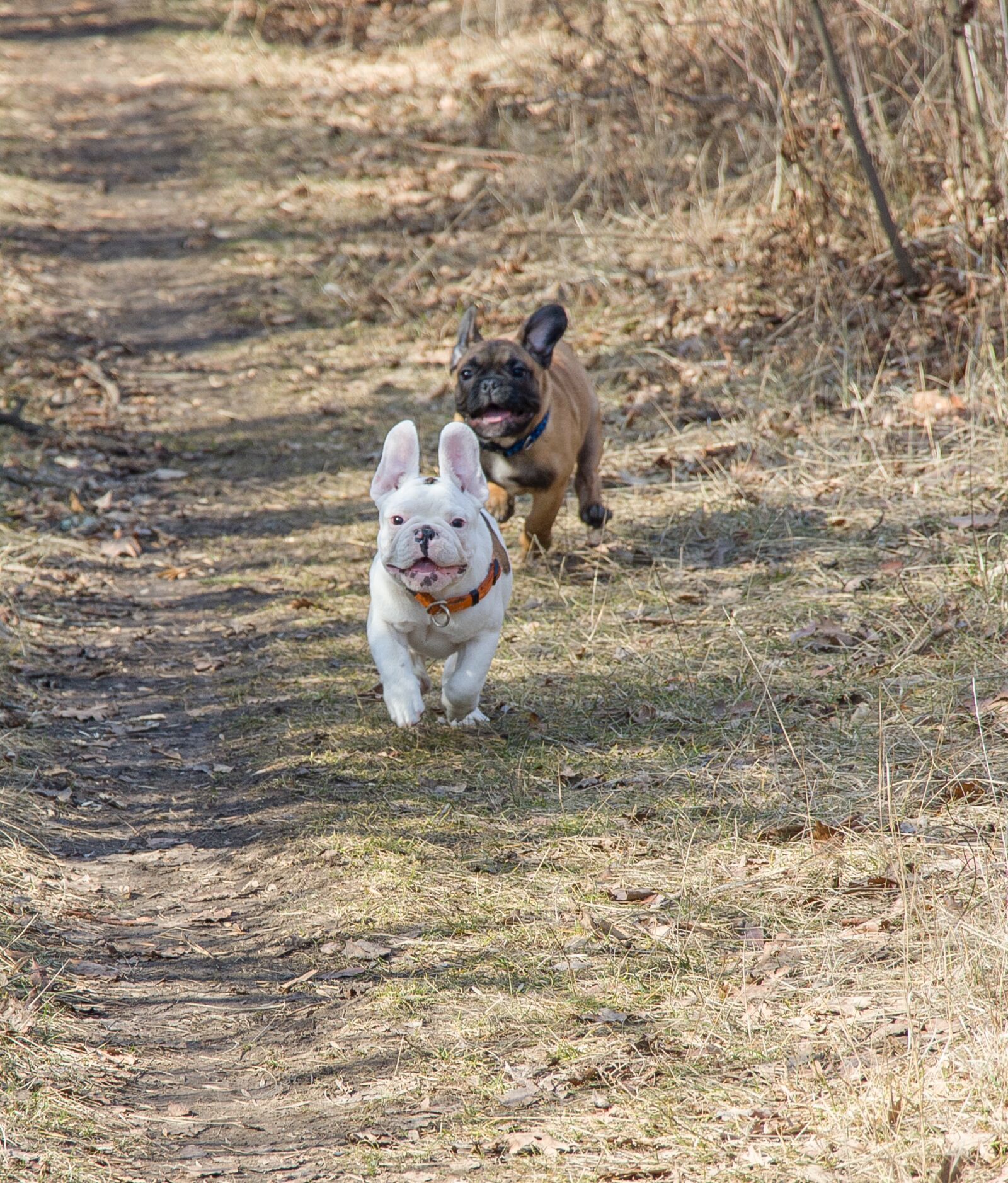 Canon EF-S 18-135mm F3.5-5.6 IS USM sample photo. French bulldog, funny, puppy photography