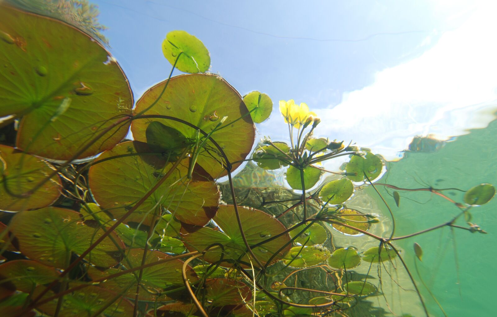 Nikon D80 sample photo. Underwater, photography, pond plants photography