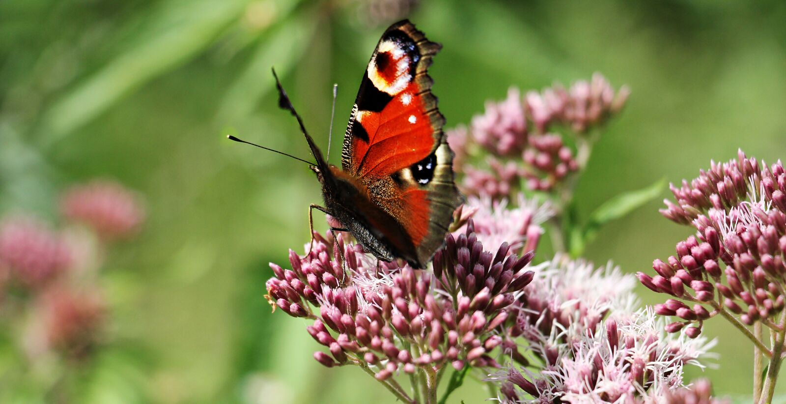 Canon EOS 550D (EOS Rebel T2i / EOS Kiss X4) sample photo. Peacock butterfly, butterfly, insect photography