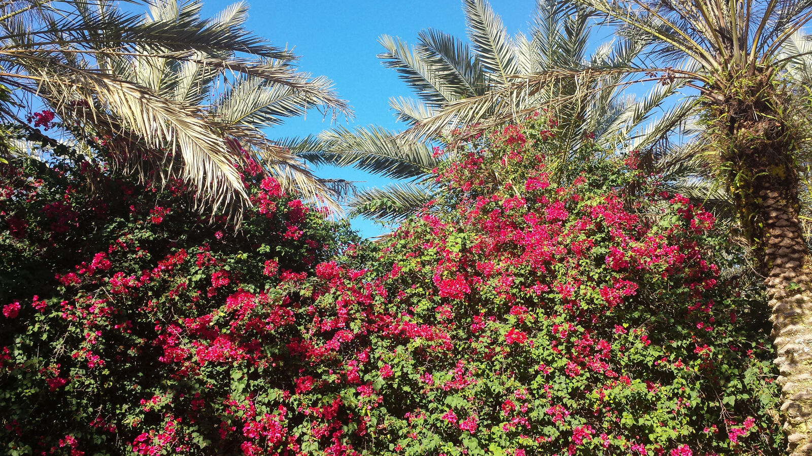 Samsung Galaxy S4 sample photo. Beautiful, flowers, blue, sky photography
