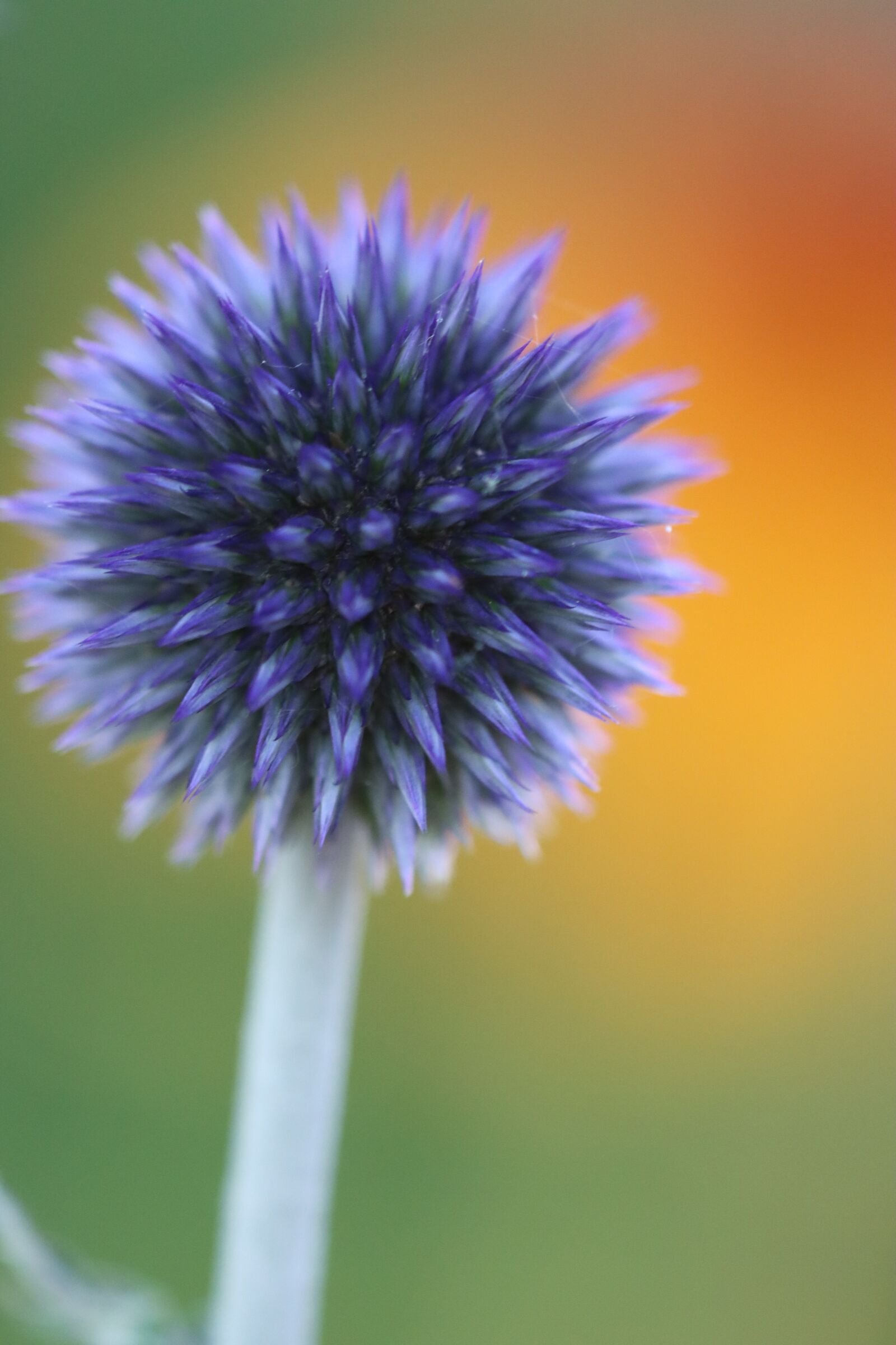 Canon EOS 90D sample photo. Thistle, blue, yellow photography