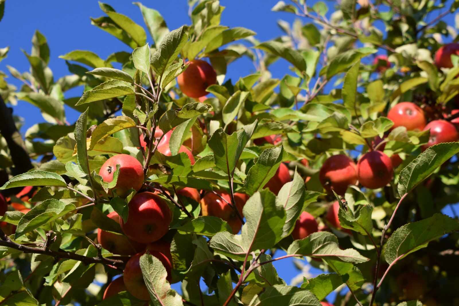 Nikon D5300 sample photo. Autumn, fruit, harvest photography