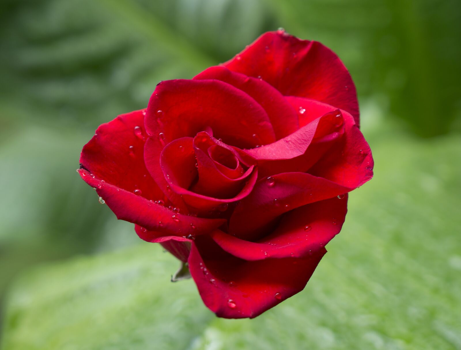 Sony Alpha NEX-F3 + Sony E 18-55mm F3.5-5.6 OSS sample photo. Emotion, roses, red rose photography
