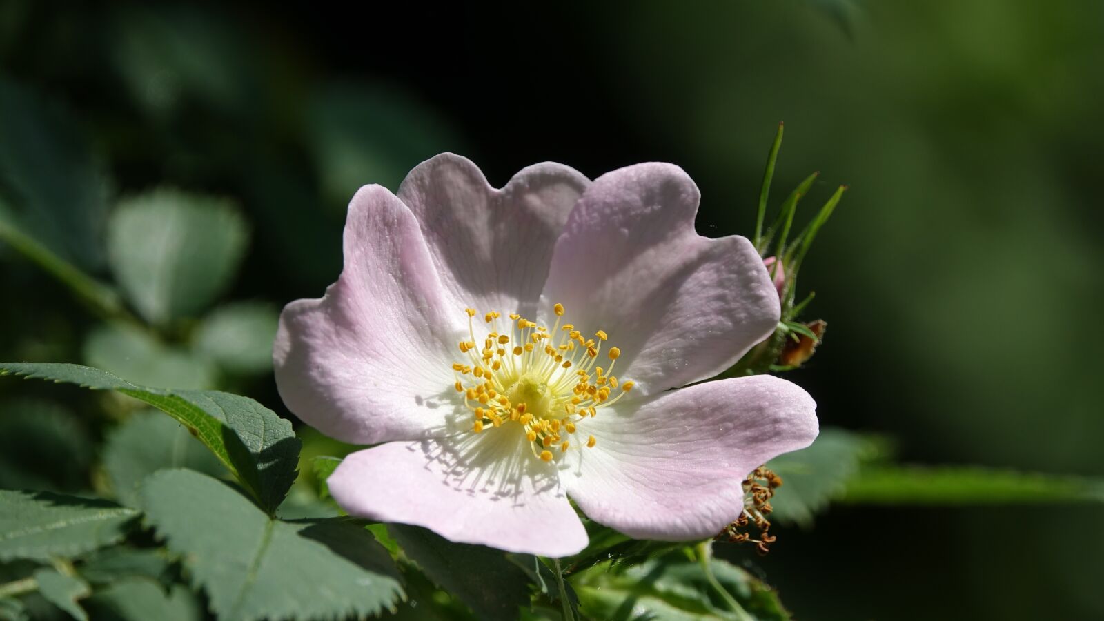 Sony Cyber-shot DSC-RX10 III sample photo. Eglantine, nature, flower photography