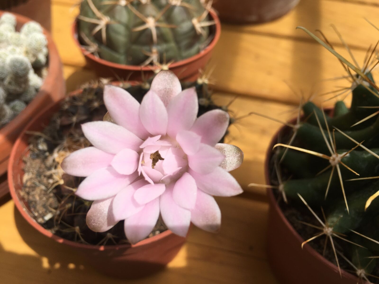 iPhone SE back camera 4.15mm f/2.2 sample photo. Flowers, cactus, blossom photography