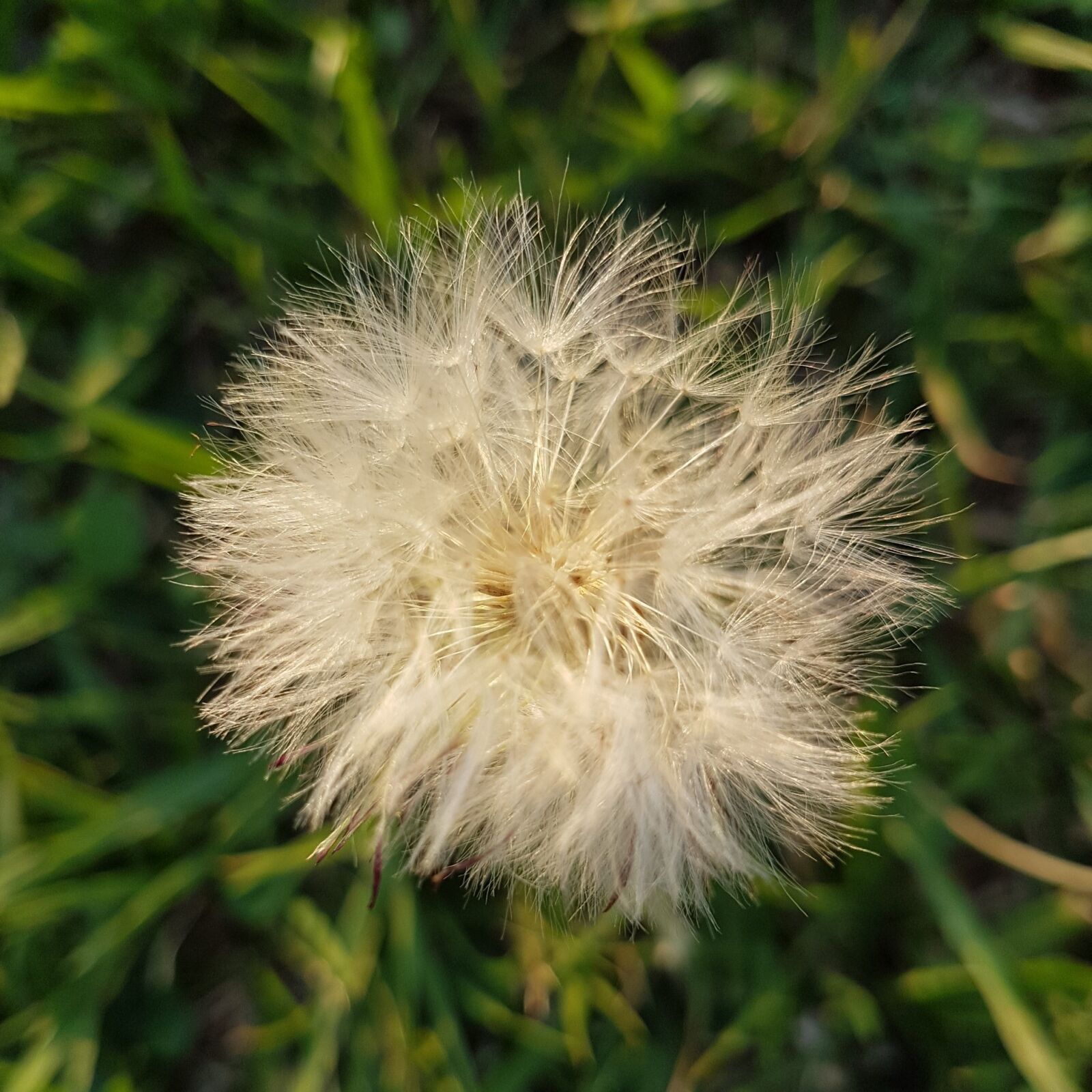 Samsung Galaxy S7 Edge sample photo. Tooth-of-lion, flower, grass photography